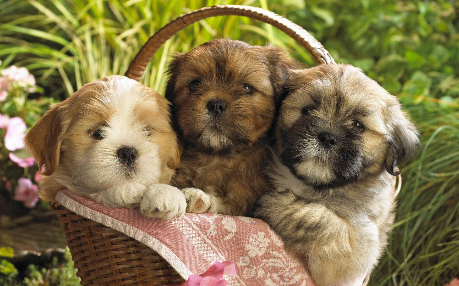 fluffy puppies, soft brown and white fur, wicker basket, Full HD Desktop Wallpaper
