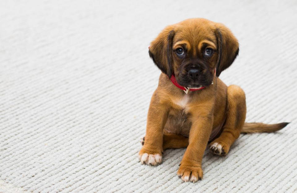 brown puppy, big blue eyes, light gray textured rug, SD Desktop Wallpaper