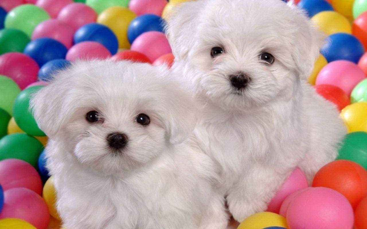 fluffy white puppies, dark eyes, colorful plastic balls, HD Desktop Wallpaper