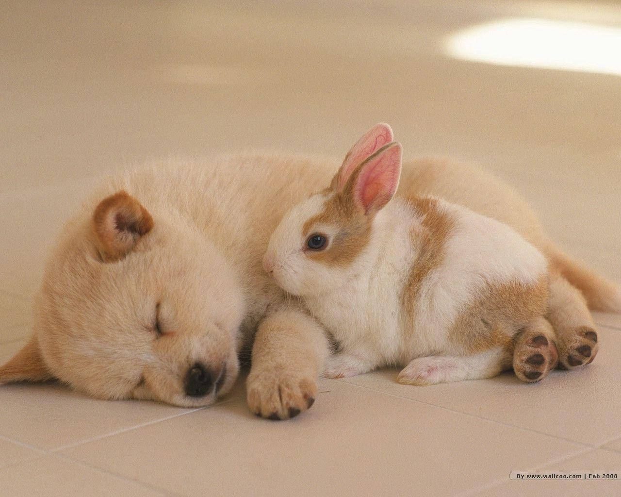 sleeping cute puppy, white and brown bunny, tiled floor, HD Desktop Wallpaper