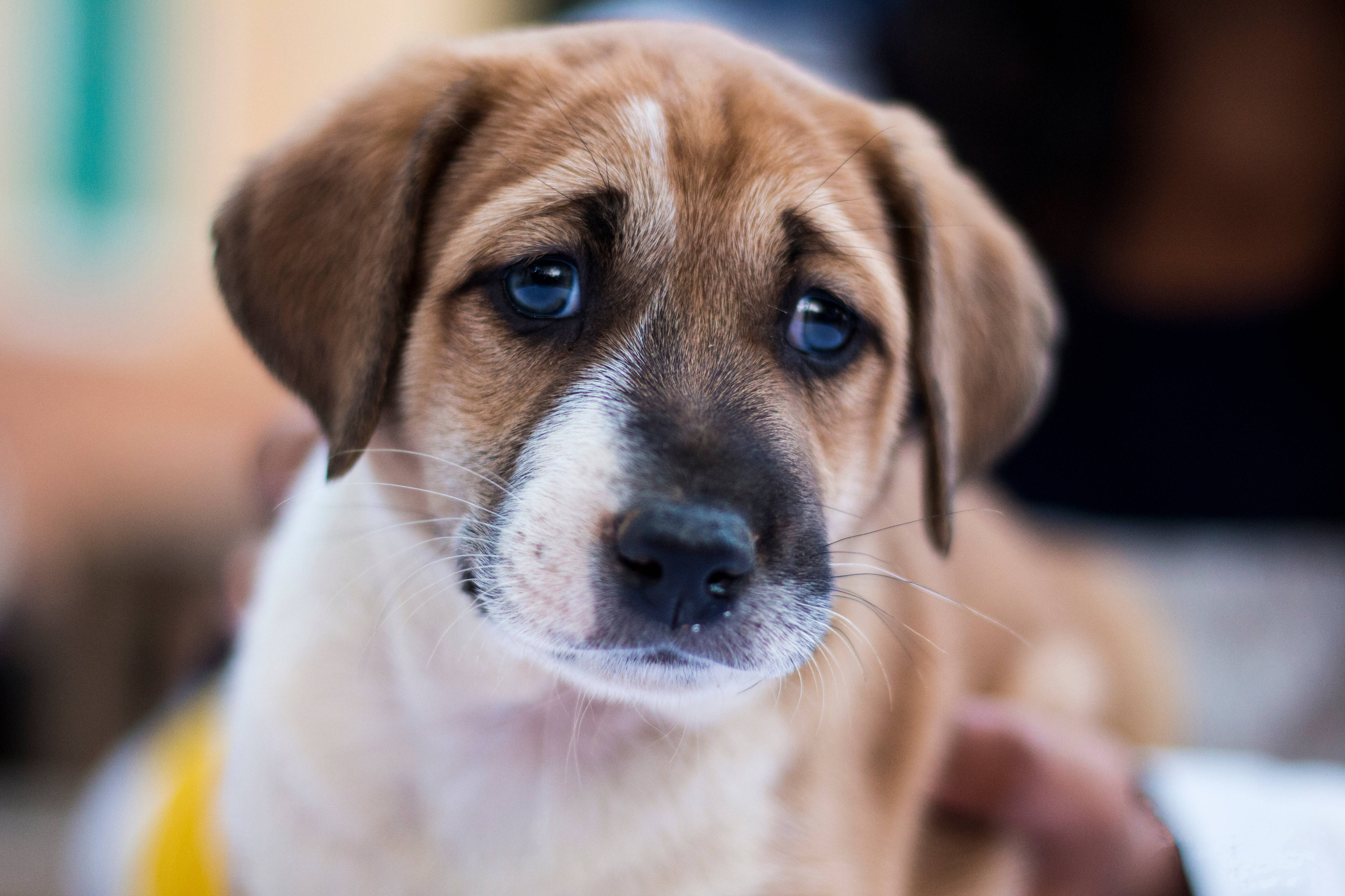 brown puppy, blue eyes, white chest, 5K Desktop Wallpaper