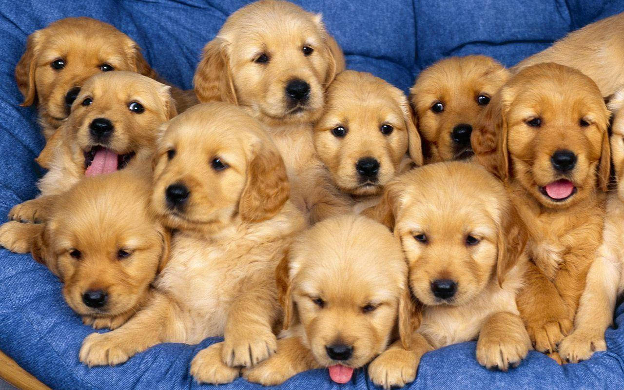 golden retriever puppies, fluffy cluster, bright eyes, HD Desktop Wallpaper