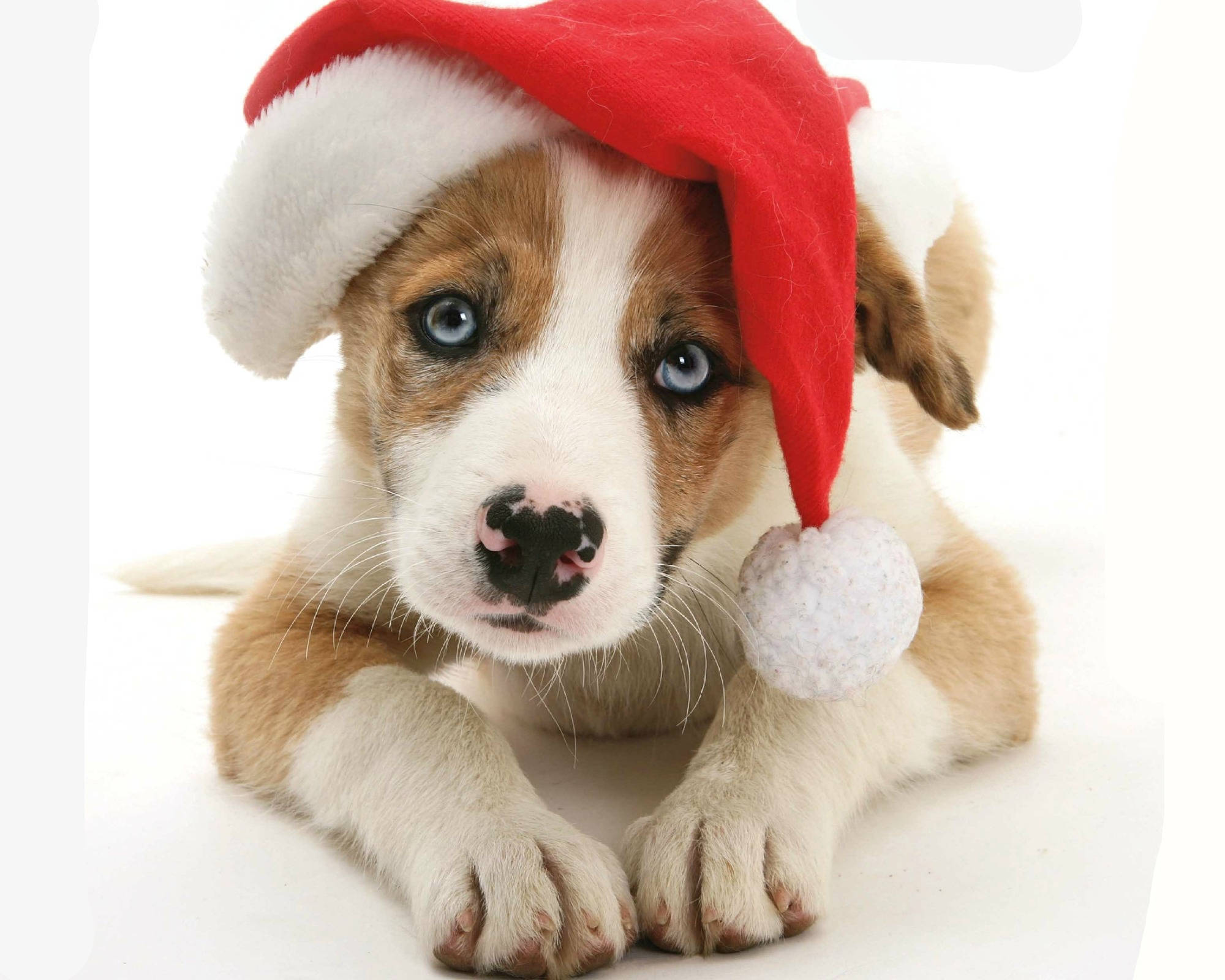 cute puppy, Christmas hat, red Santa hat, Full HD Desktop Wallpaper