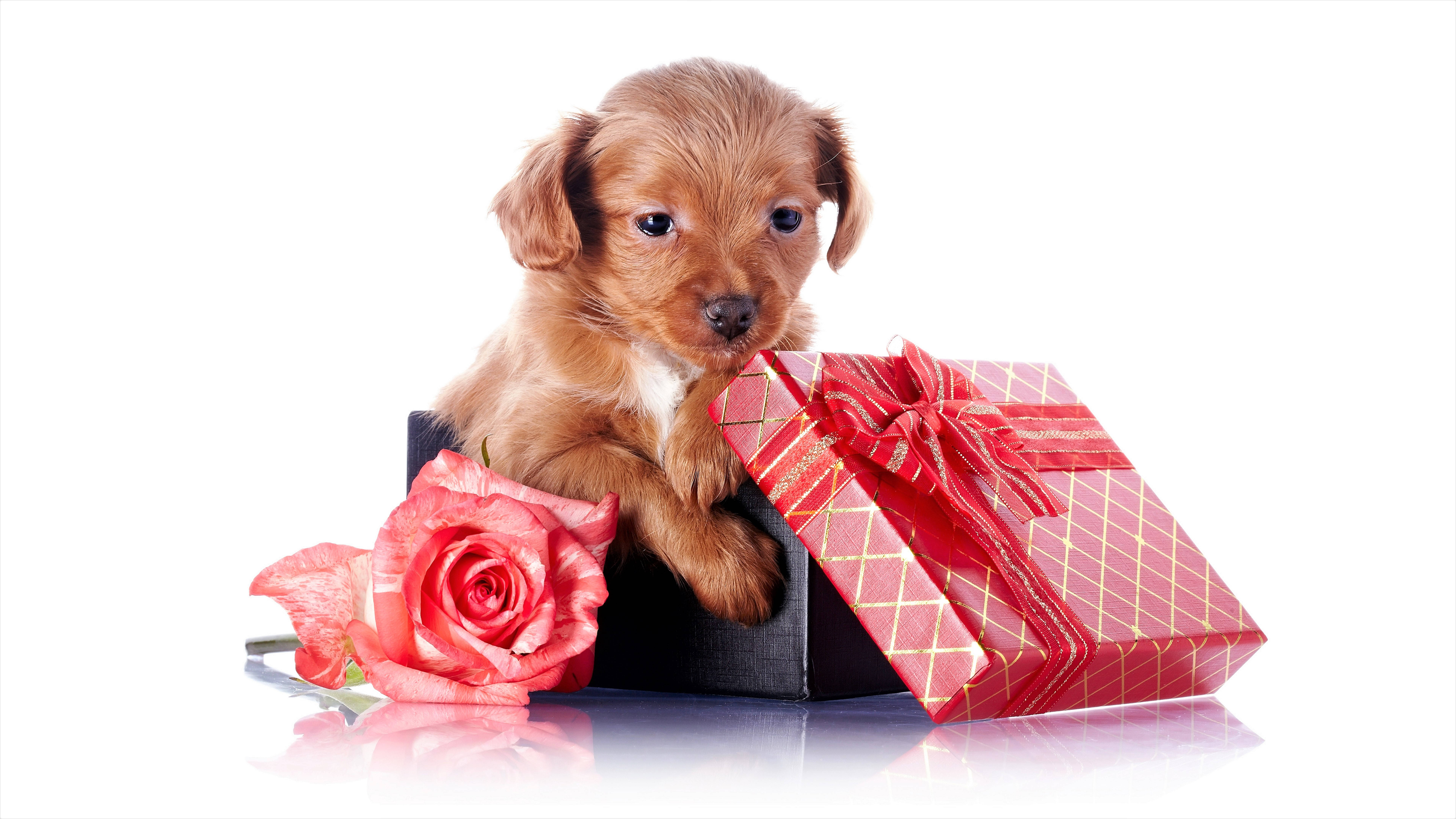 brown puppy, black gift box, red rose, 8K Desktop Wallpaper