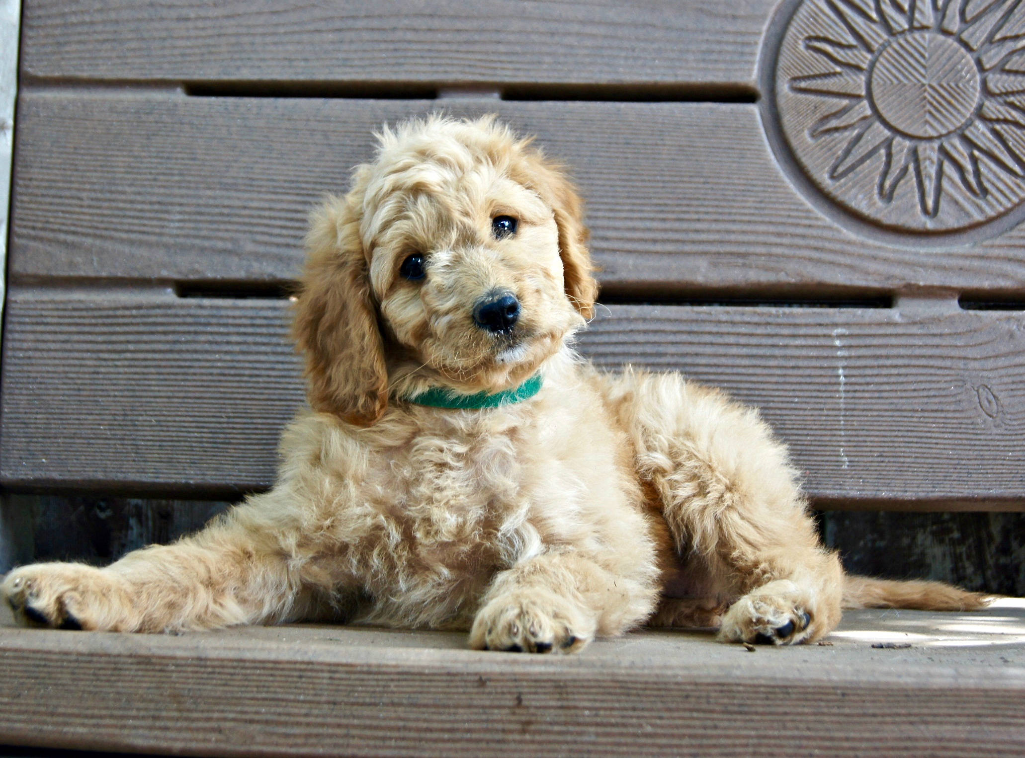 light brown cute puppy, fluffy golden puppy, green collar, Full HD Desktop Wallpaper