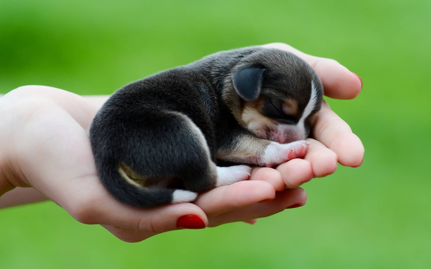 tiny puppy dog, black white and tan fur, cupped human hands, HD Desktop Wallpaper