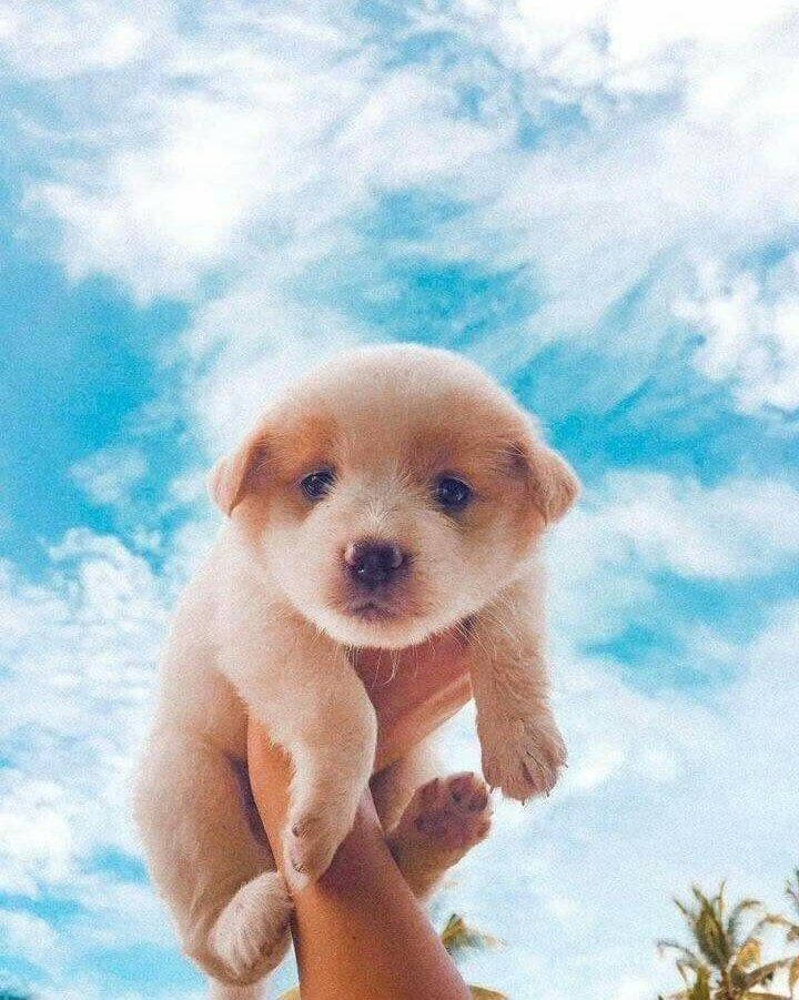 labrador puppy, cloudy sky, bright blue sky, SD Phone Wallpaper