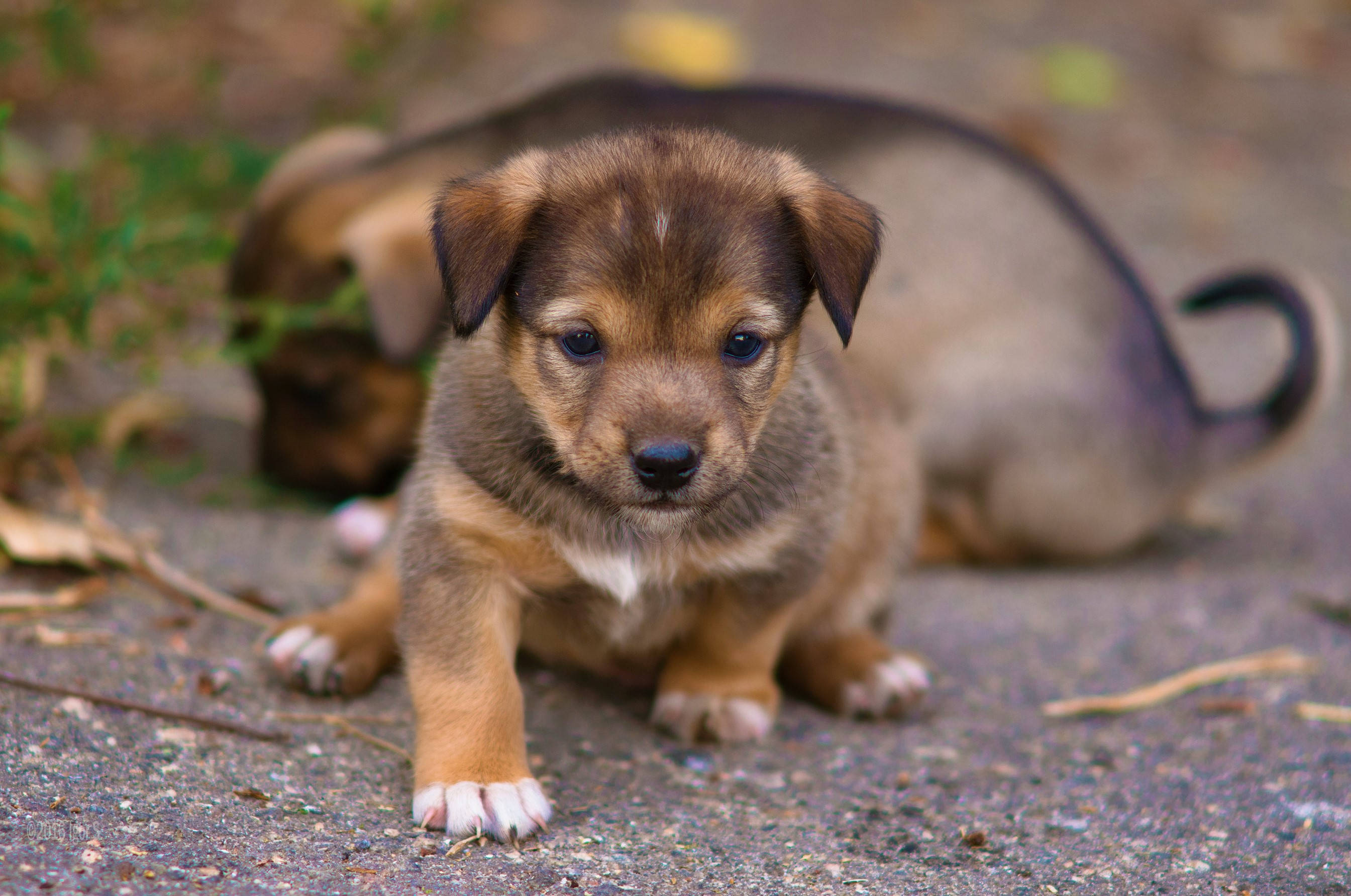 brown puppy, white paws, gravel, 2K Desktop Wallpaper