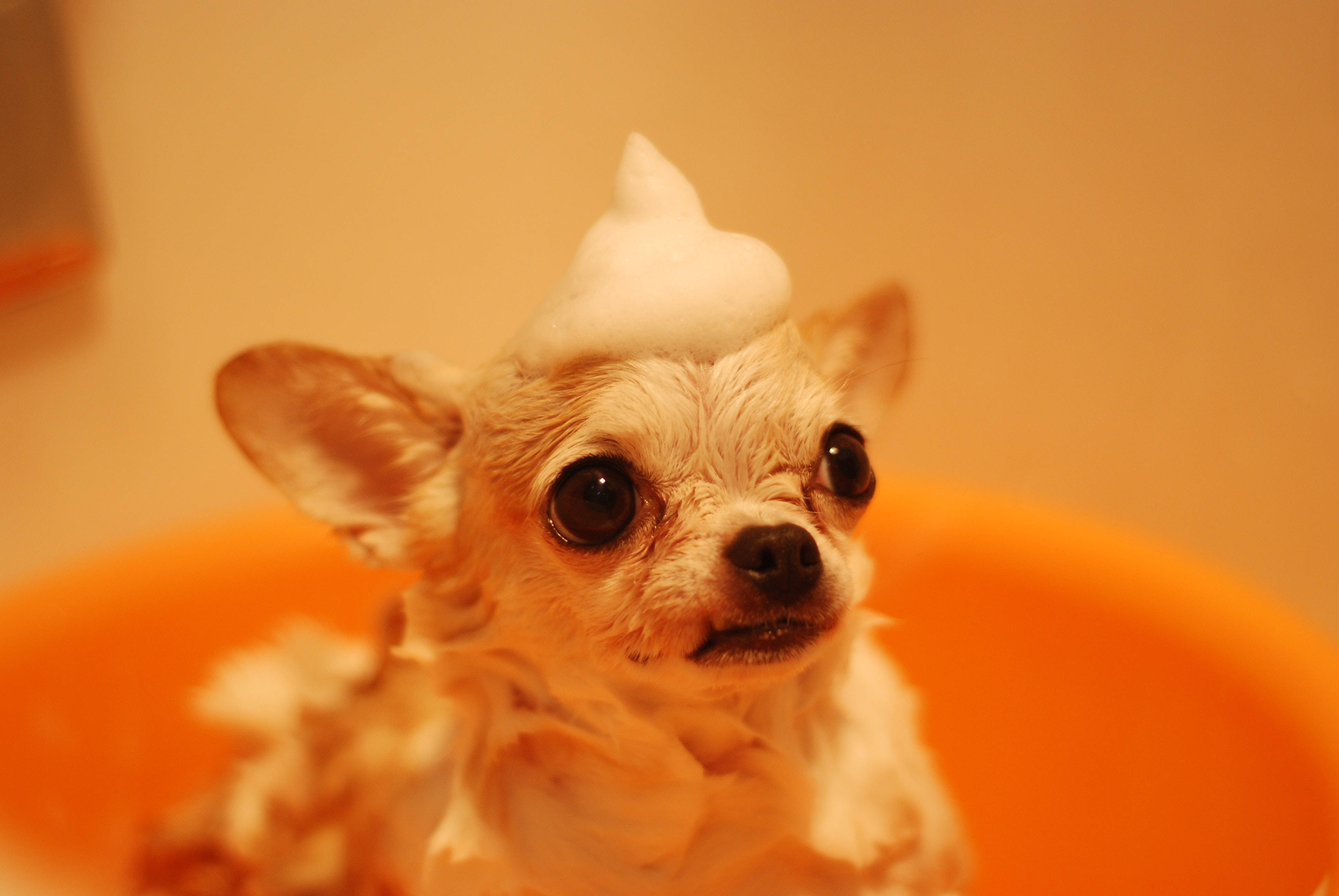 chihuahua, orange tub, foam cone, 4K Desktop Wallpaper
