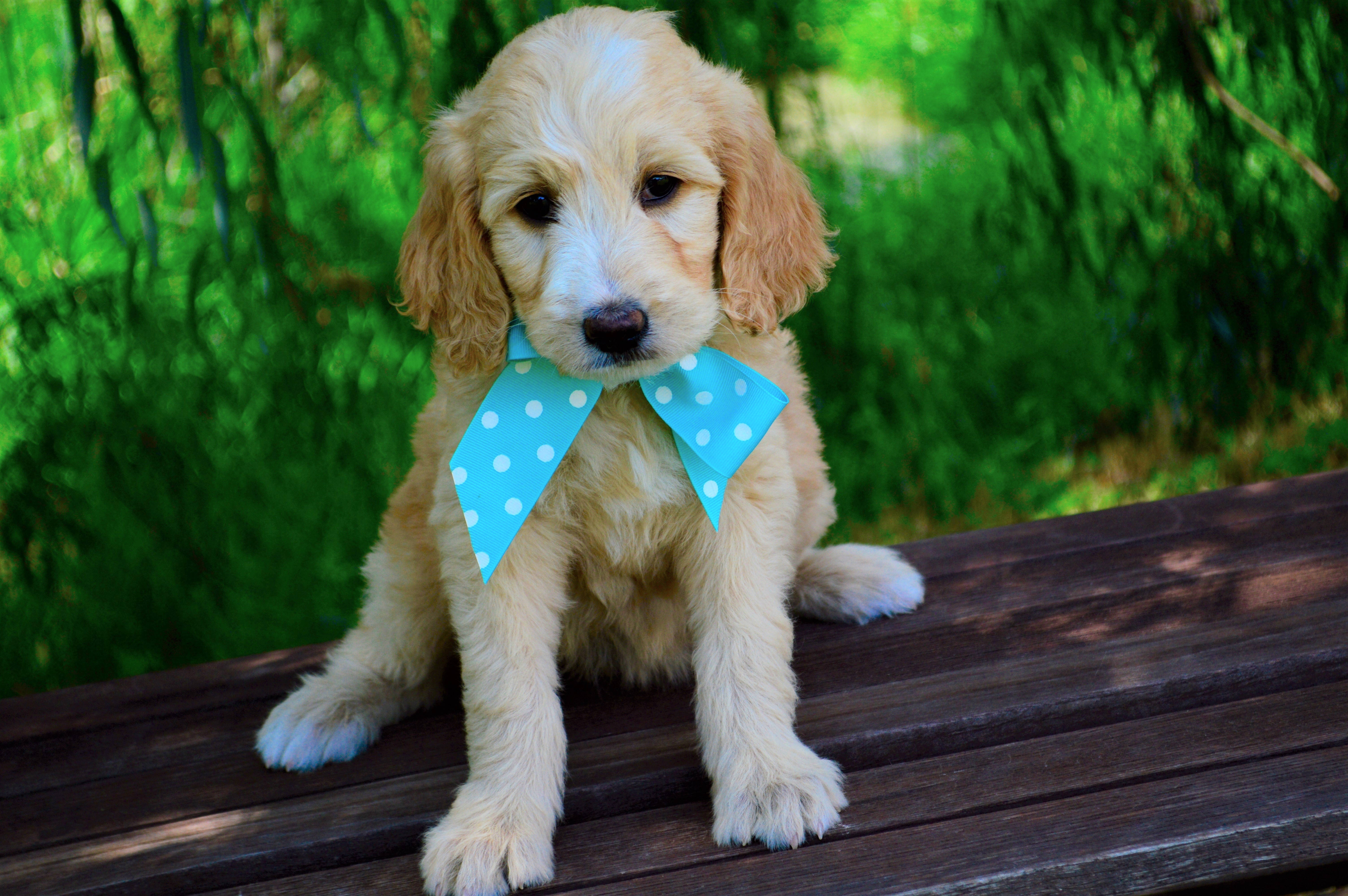 Goldendoodle, blue polka dot bow, fluffy golden puppy, 5K Desktop Wallpaper