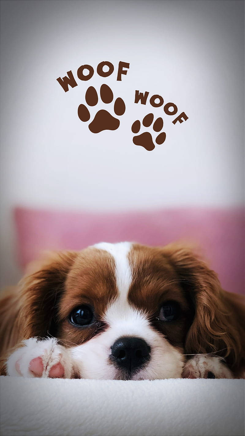 puppy, brown and white, white blanket, HD Phone Wallpaper