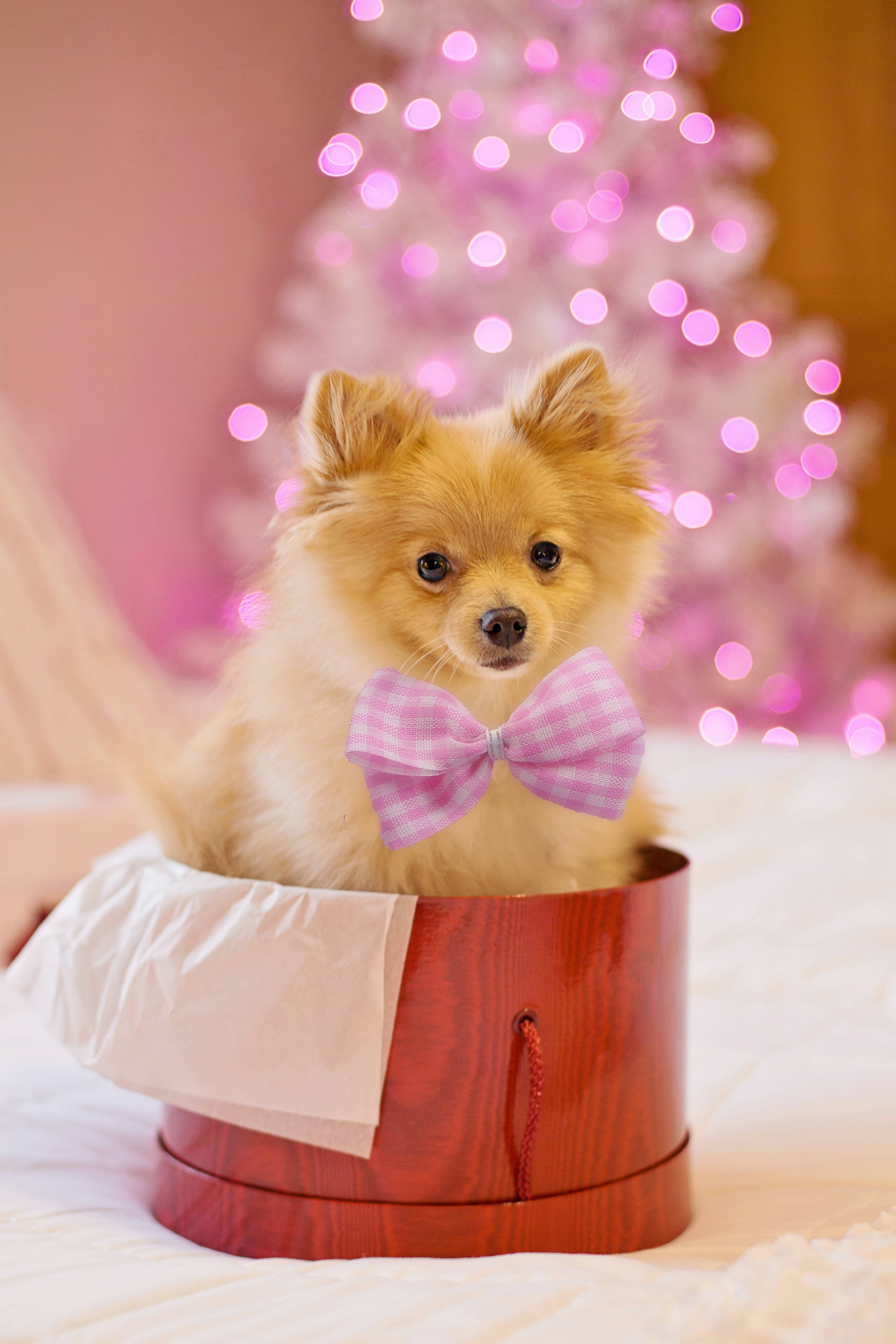 Pomeranian, pink bow, red gift box, 4K Phone Wallpaper