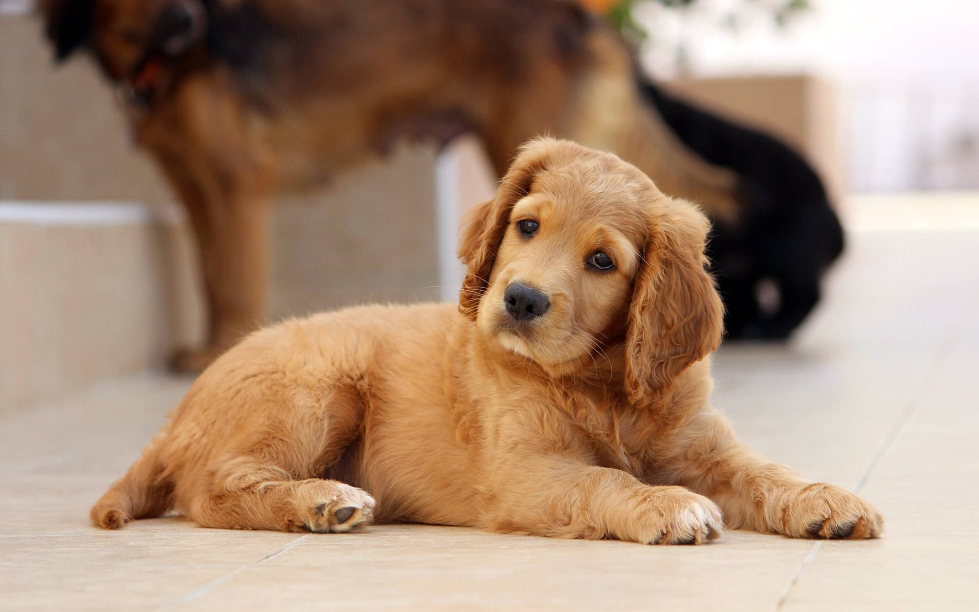 golden puppy, big ears, fluffy, Full HD Desktop Wallpaper