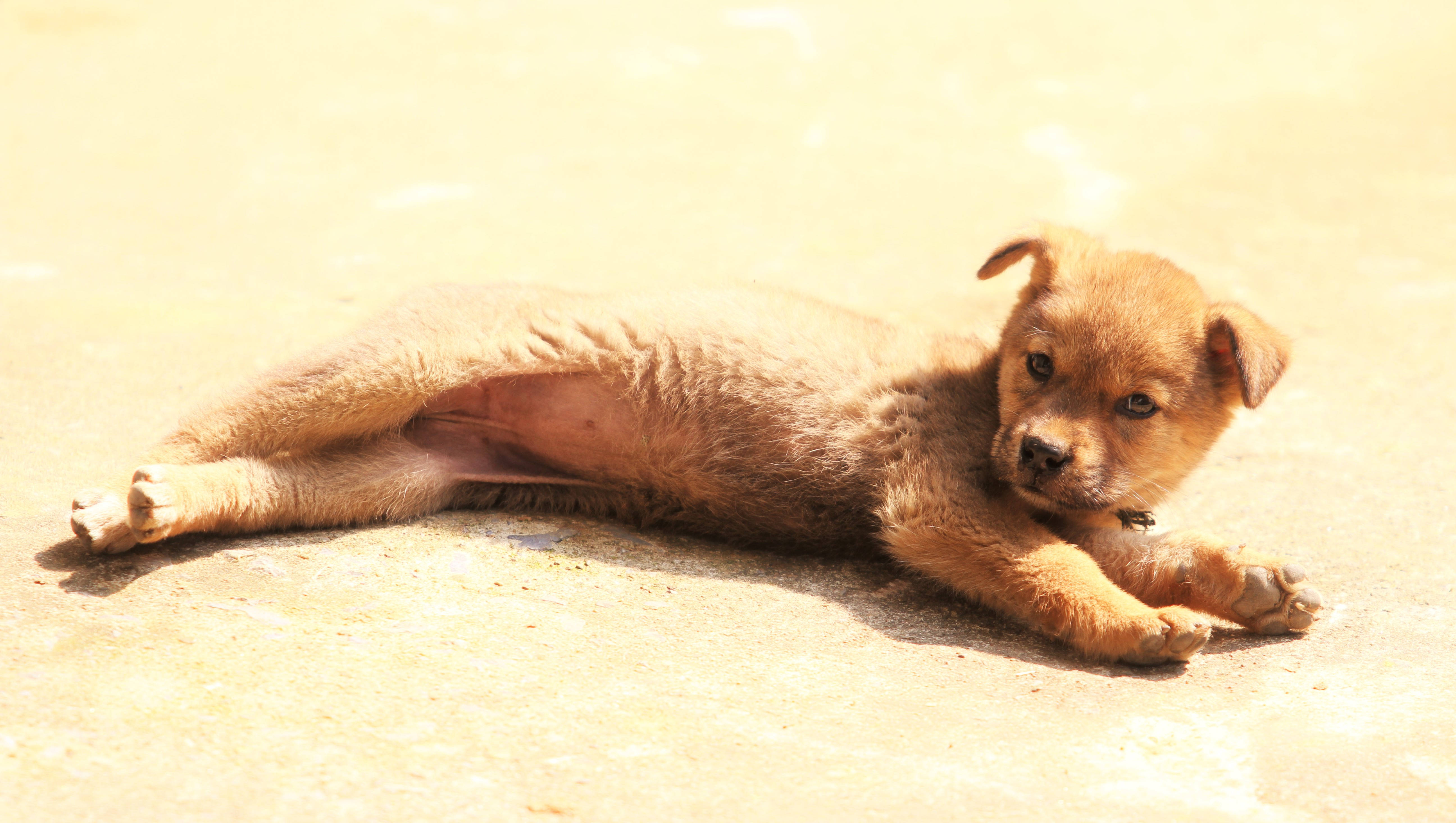 cute puppy, brown puppy, sunlit concrete, 5K Desktop Wallpaper