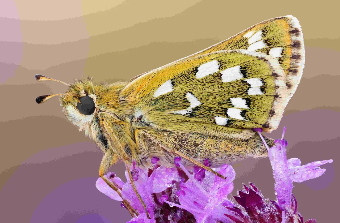 Cute Purple Butterfly