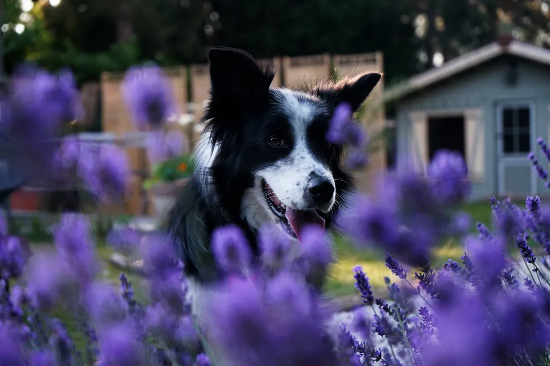 Cute Purple