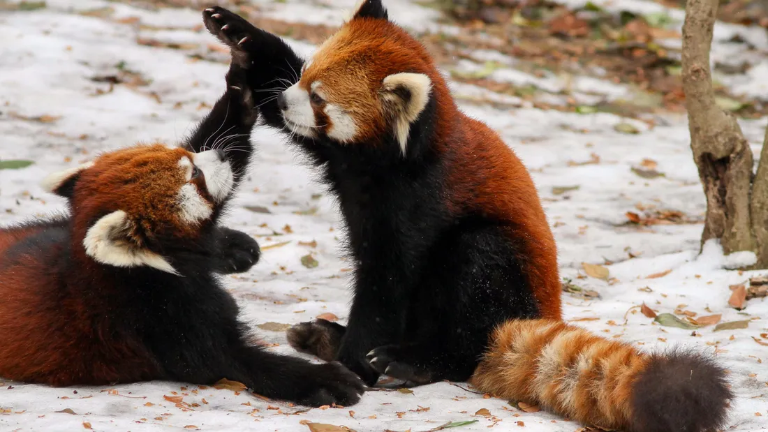 Cute Red Panda