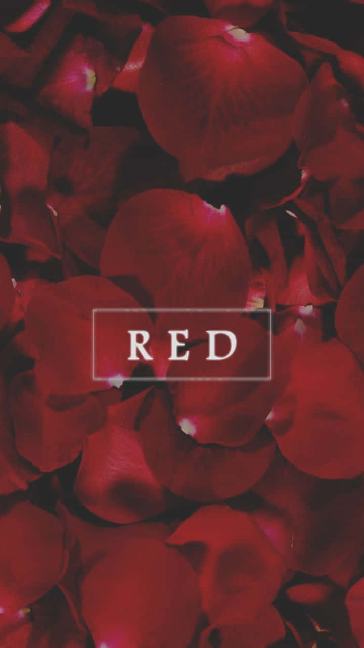 Cute Red Phone, deep red rose petals, soft highlights, HD Phone Wallpaper