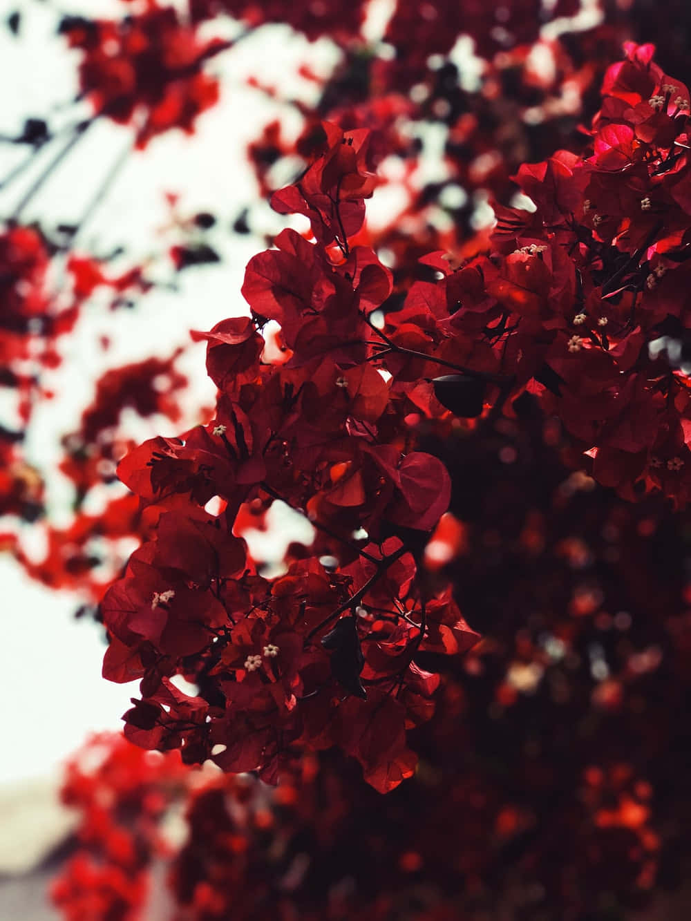 cute red phone, vibrant red, bougainvillea, HD Phone Wallpaper