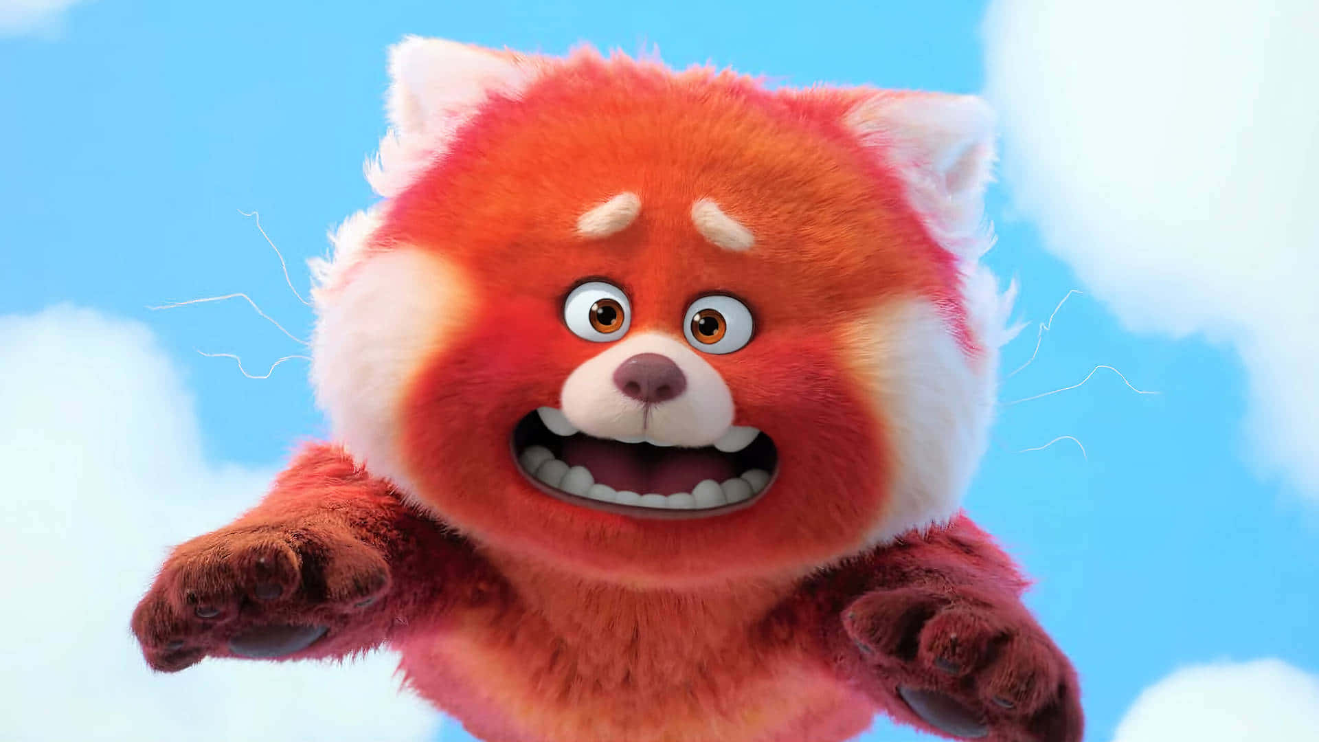 red panda, fluffy, wide eyes, Full HD Desktop Wallpaper