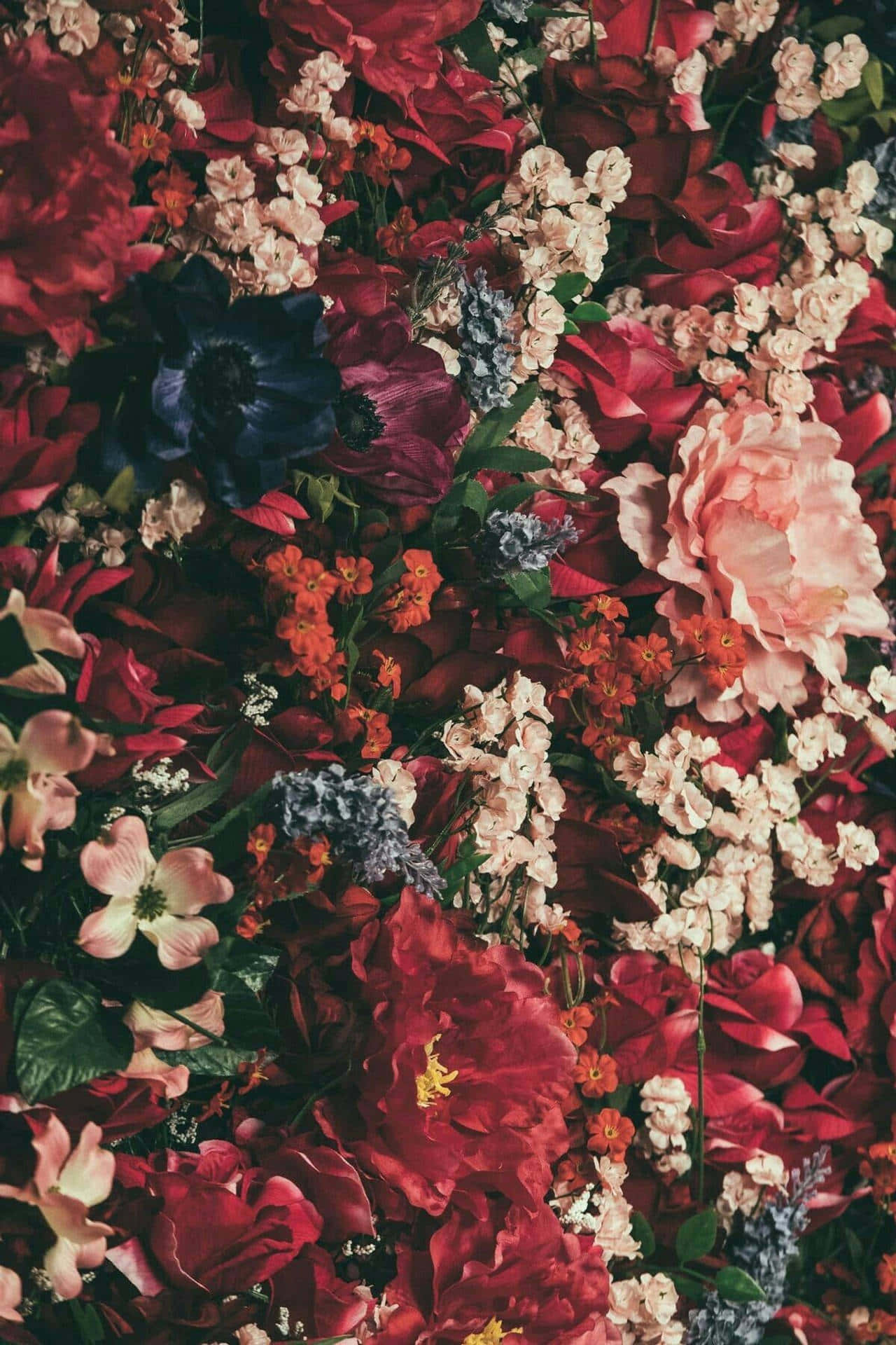 cute red, deep red, pinks, Full HD Phone Wallpaper