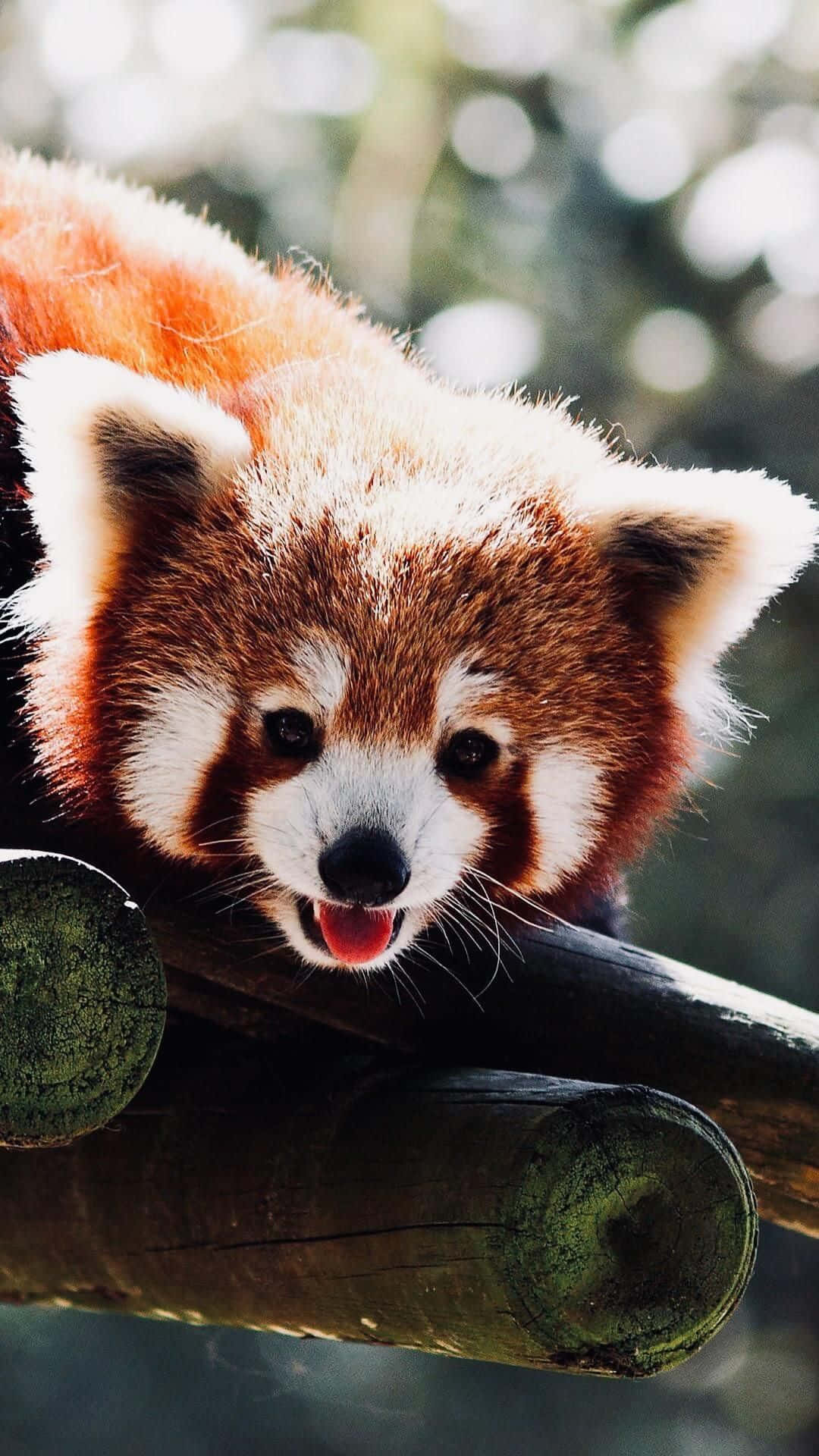 red panda, mossy log, sunlit forest, Full HD Phone Wallpaper