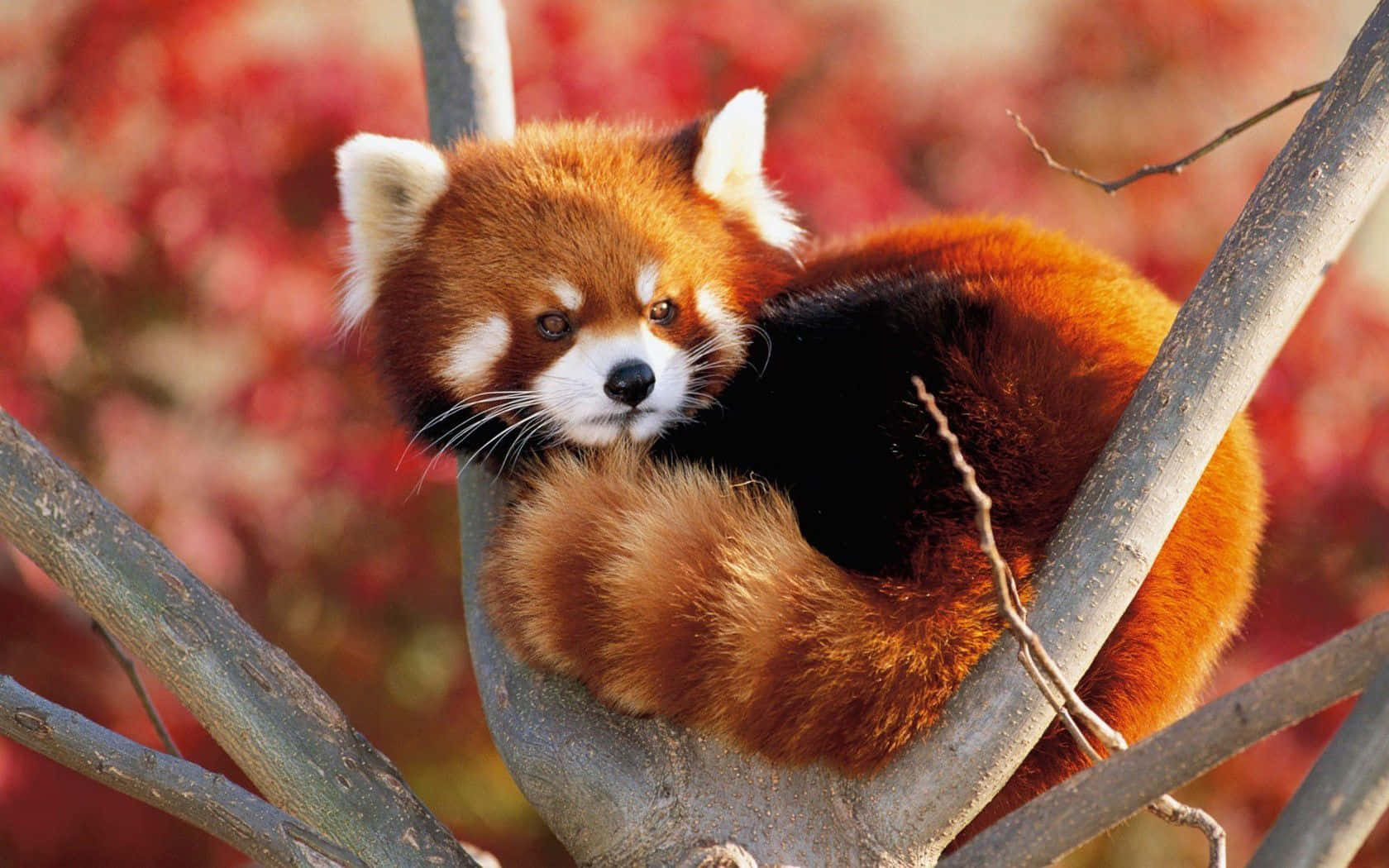 Cute Red, red panda, tree branch, HD Desktop Wallpaper