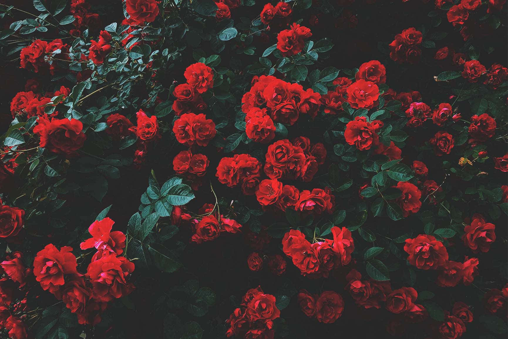 Cute Red, vibrant red roses, deep shadowed foliage, HD Desktop Wallpaper