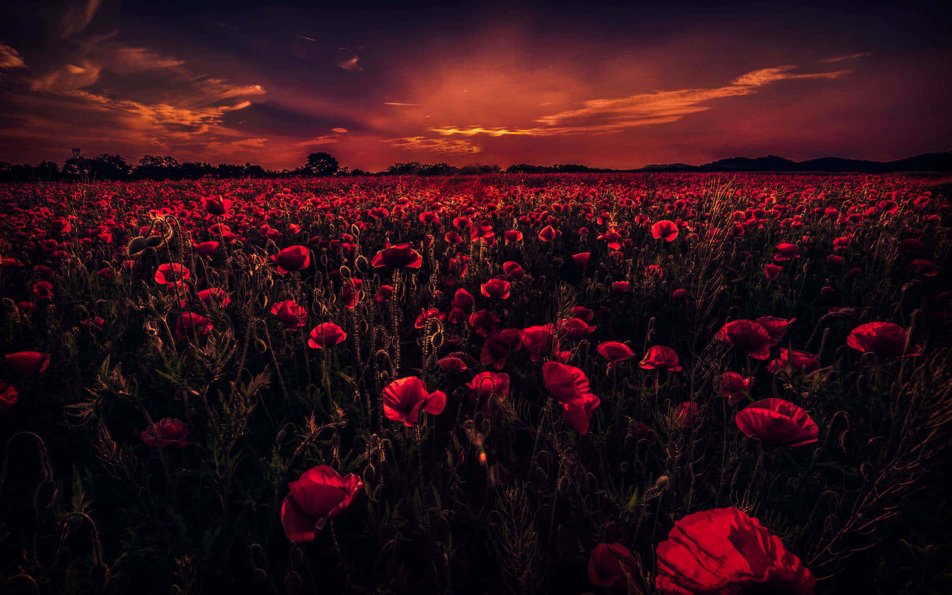 red poppies, fiery sunset sky, deep orange clouds, Full HD Desktop Wallpaper