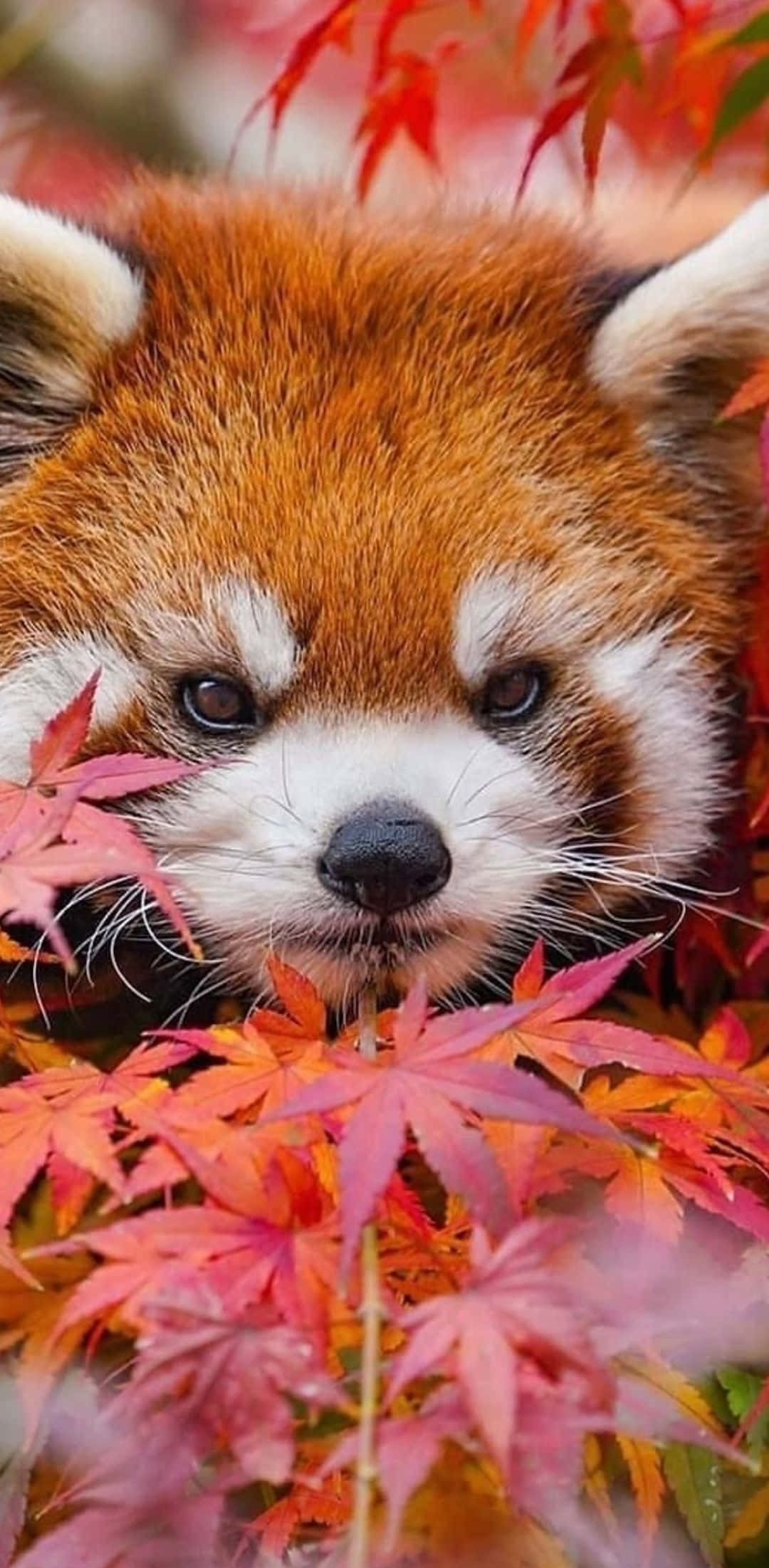 red panda, autumn leaves, vibrant red, Full HD Phone Wallpaper