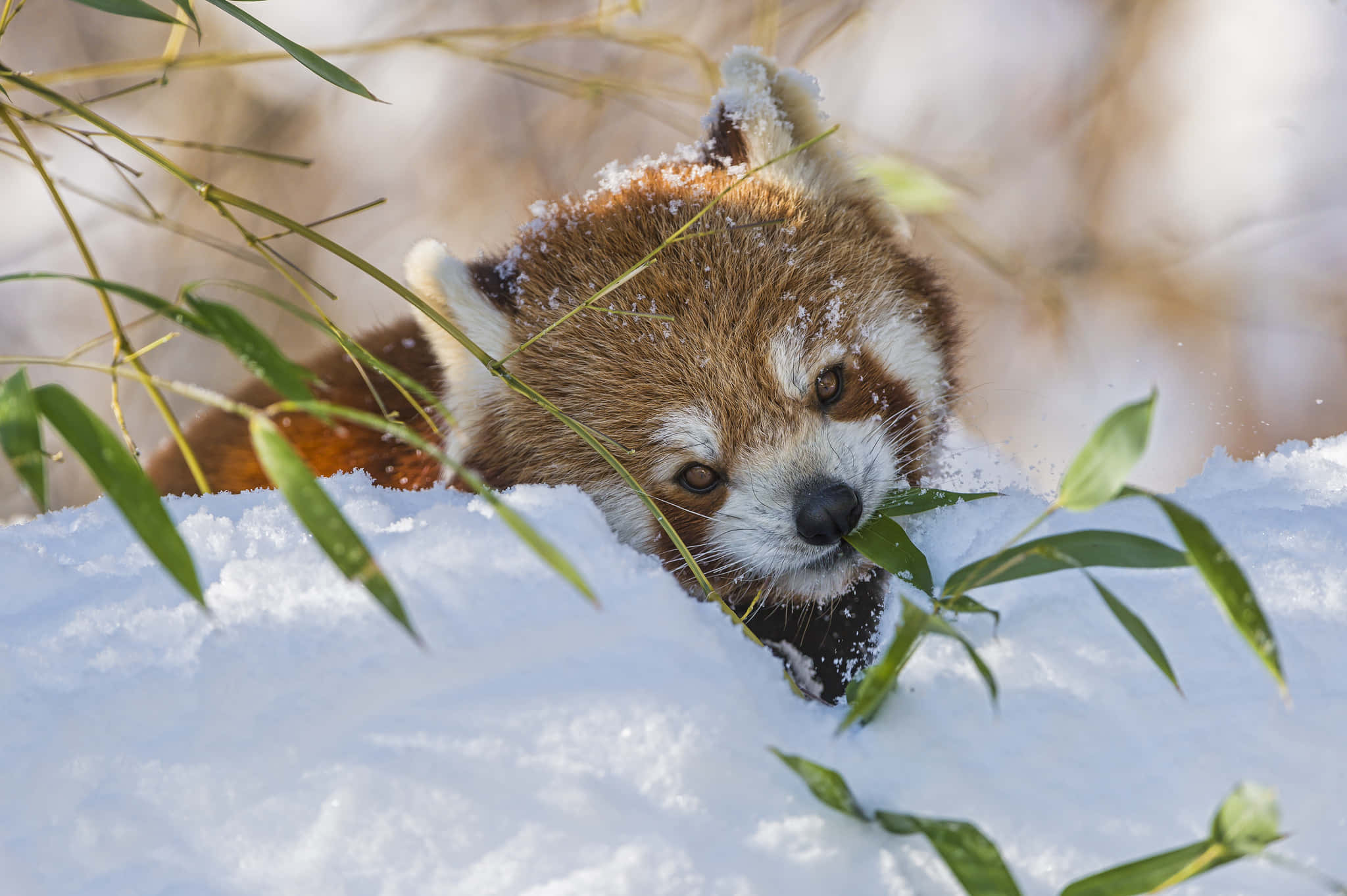 red panda, snowy bamboo, snowflakes on fur, Full HD Desktop Wallpaper