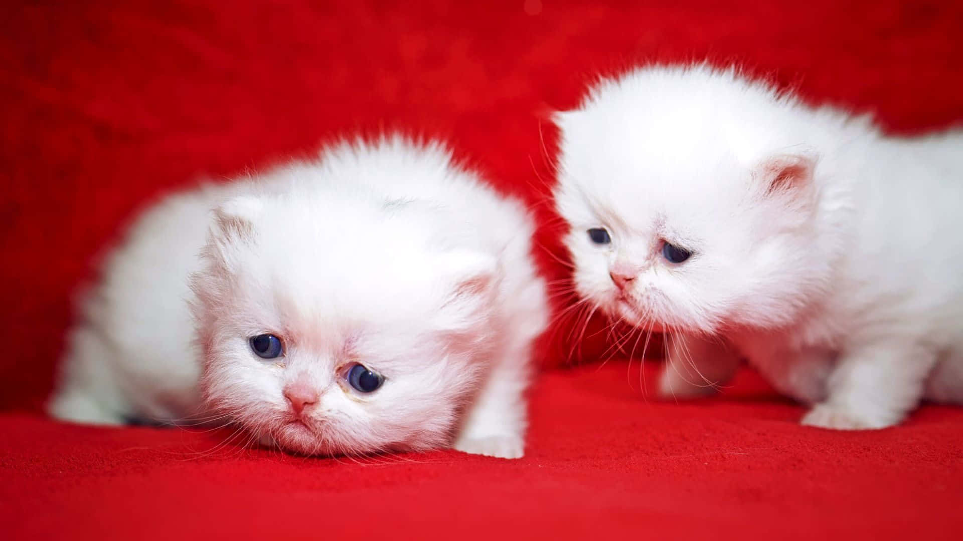 Newborn Cute Kittens, red couch, fluffy white Persian kittens, Full HD Desktop Wallpaper
