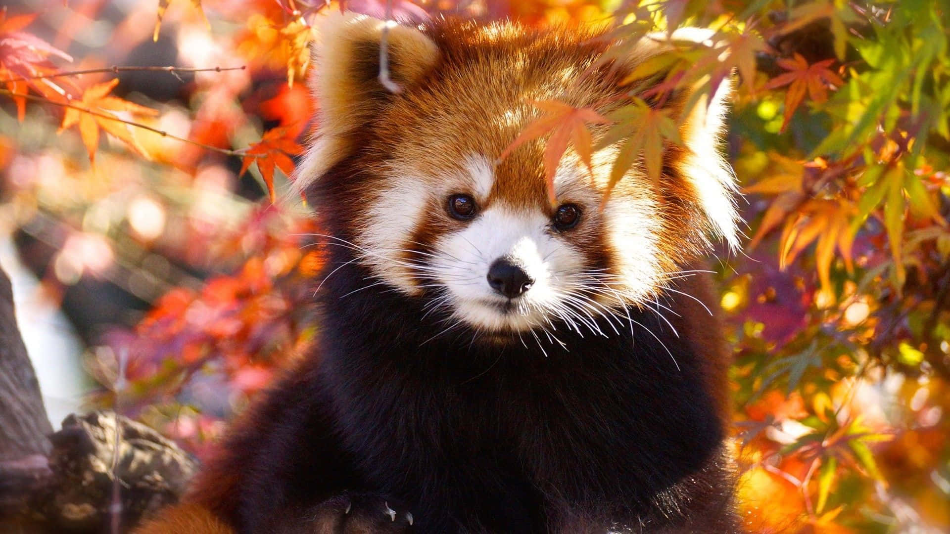 red panda, autumn leaves, warm golden sunlight, Full HD Desktop Wallpaper