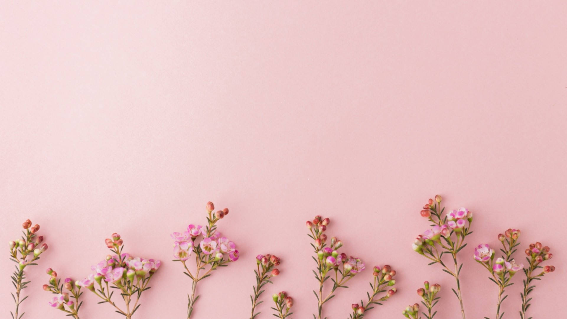 Cute Rose Gold Flowers, pink and white flowers, neat row, Full HD Desktop Wallpaper
