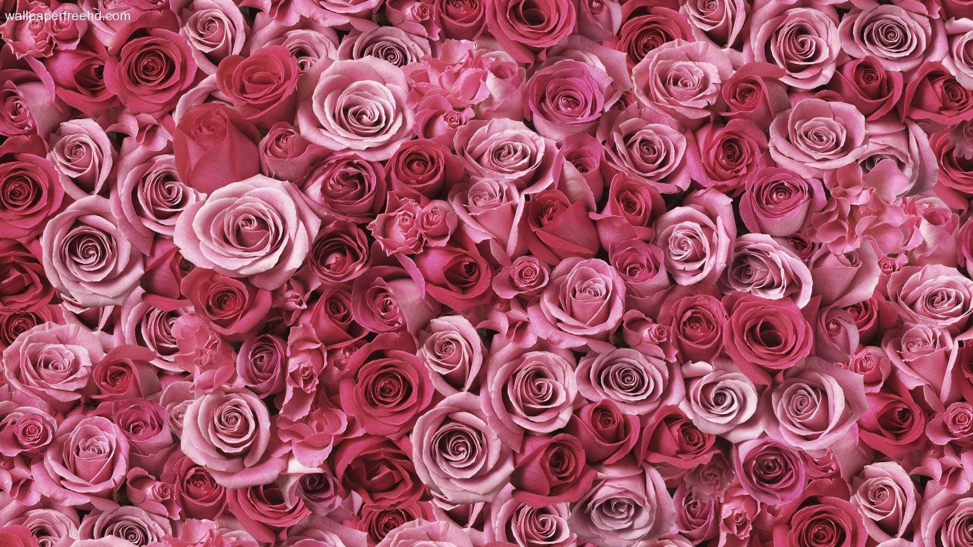 rose gold, pink roses, magenta roses, Full HD Desktop Wallpaper