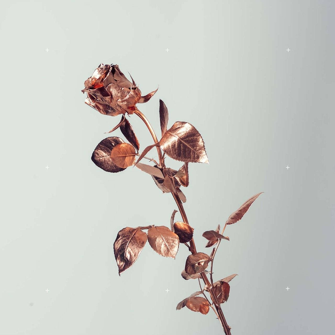 rose gold tumbler, flower foil, dried rose, HD Desktop Wallpaper