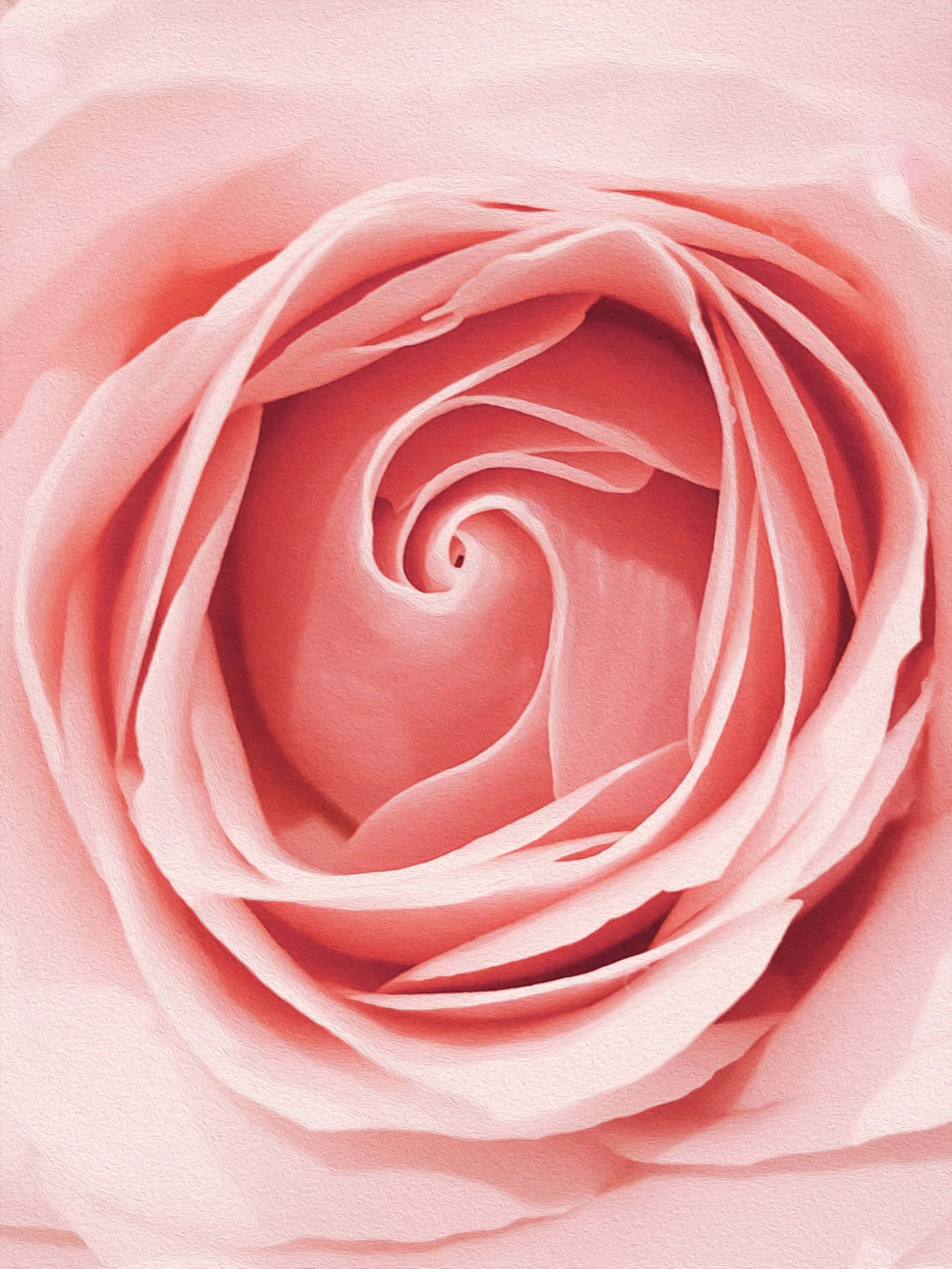 rose gold, pastel rose, soft pink rose, 2K Phone Wallpaper