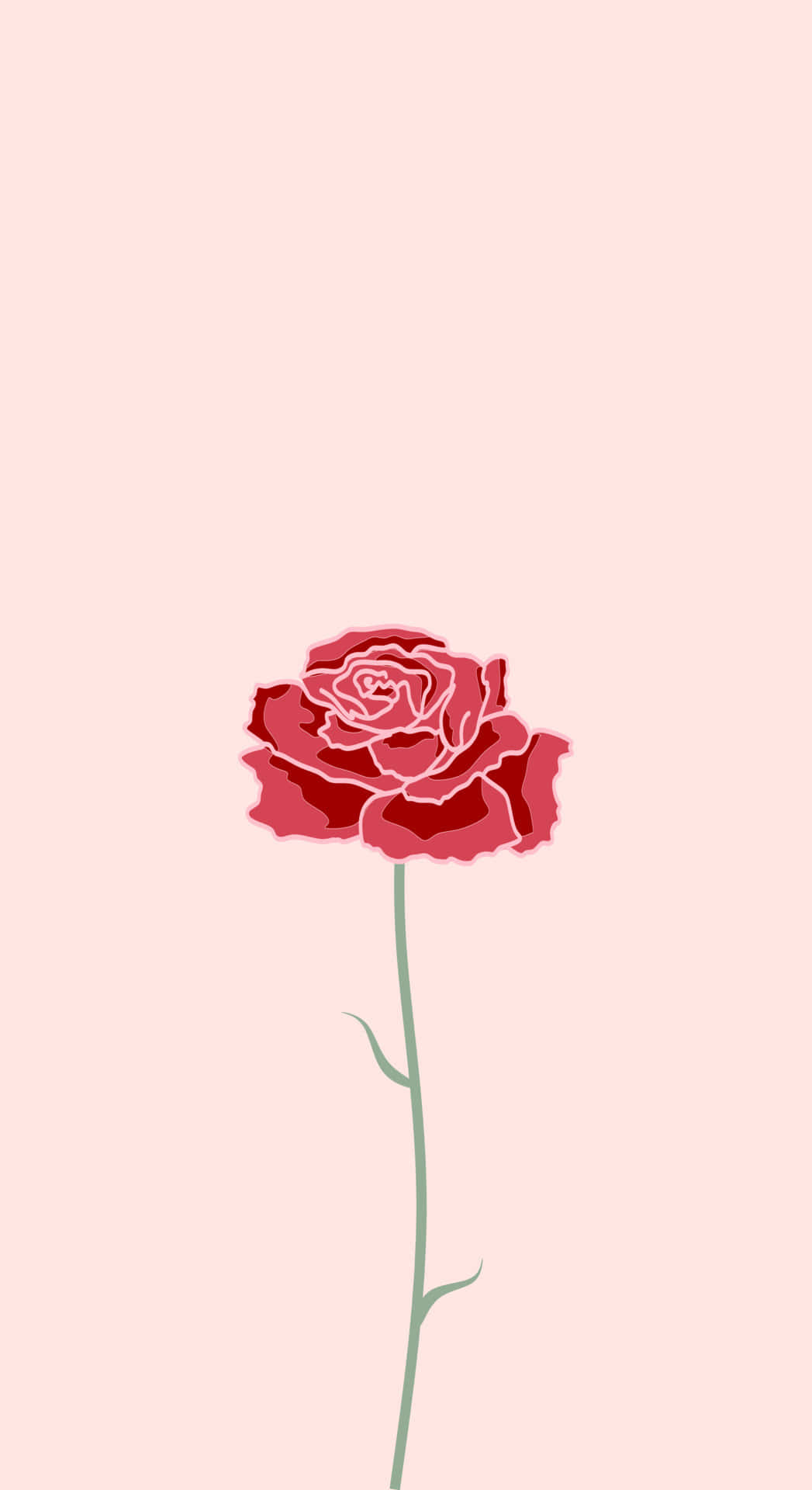 Cute Rose, red rose, slender stem, Full HD Phone Wallpaper