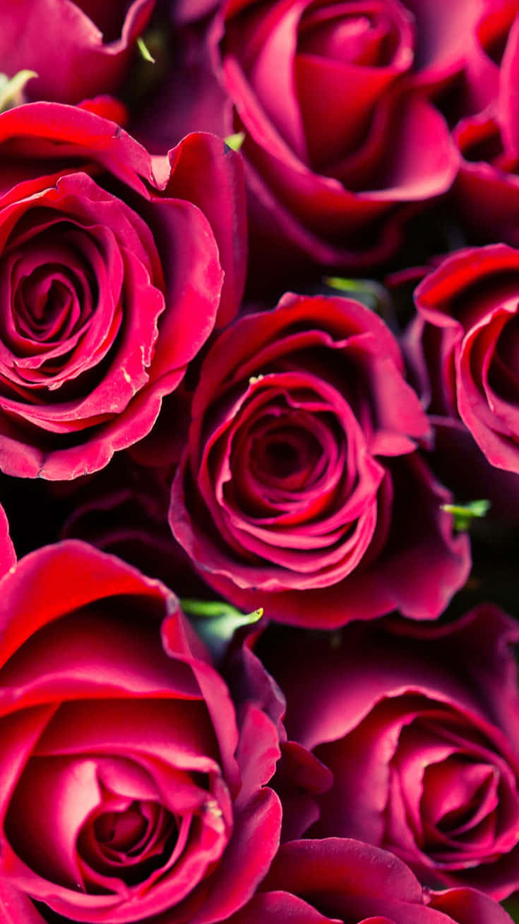 Cute Rose, vibrant deep red, velvety petals, HD Phone Wallpaper