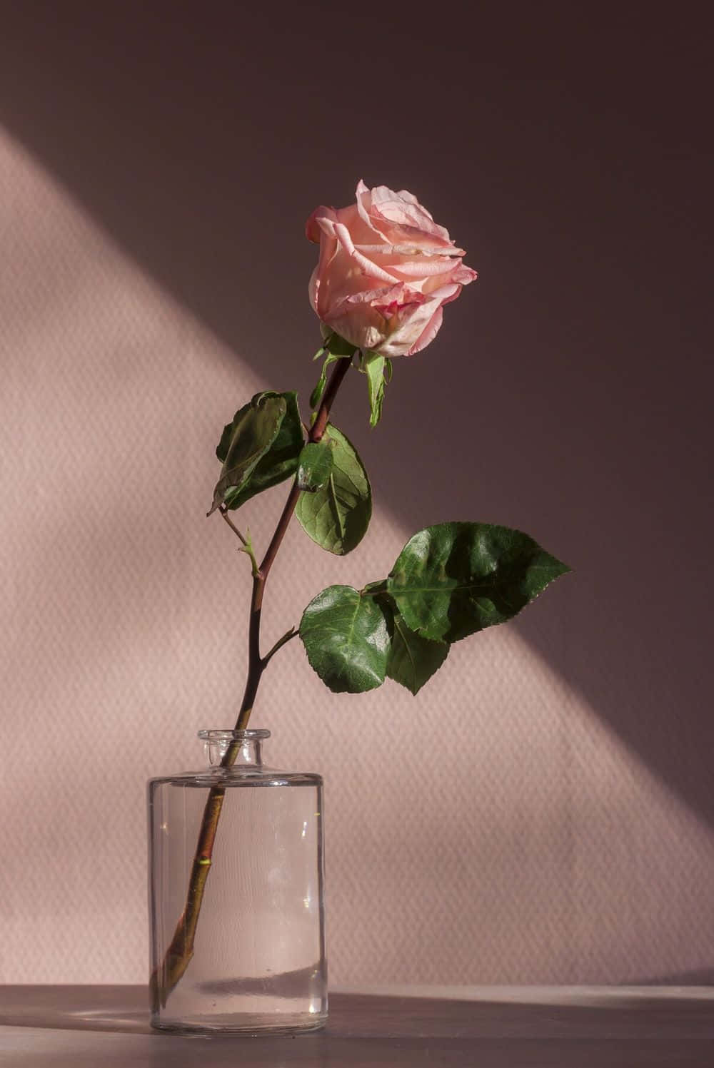 pink rose, clear glass vase, textured mauve wall, HD Phone Wallpaper