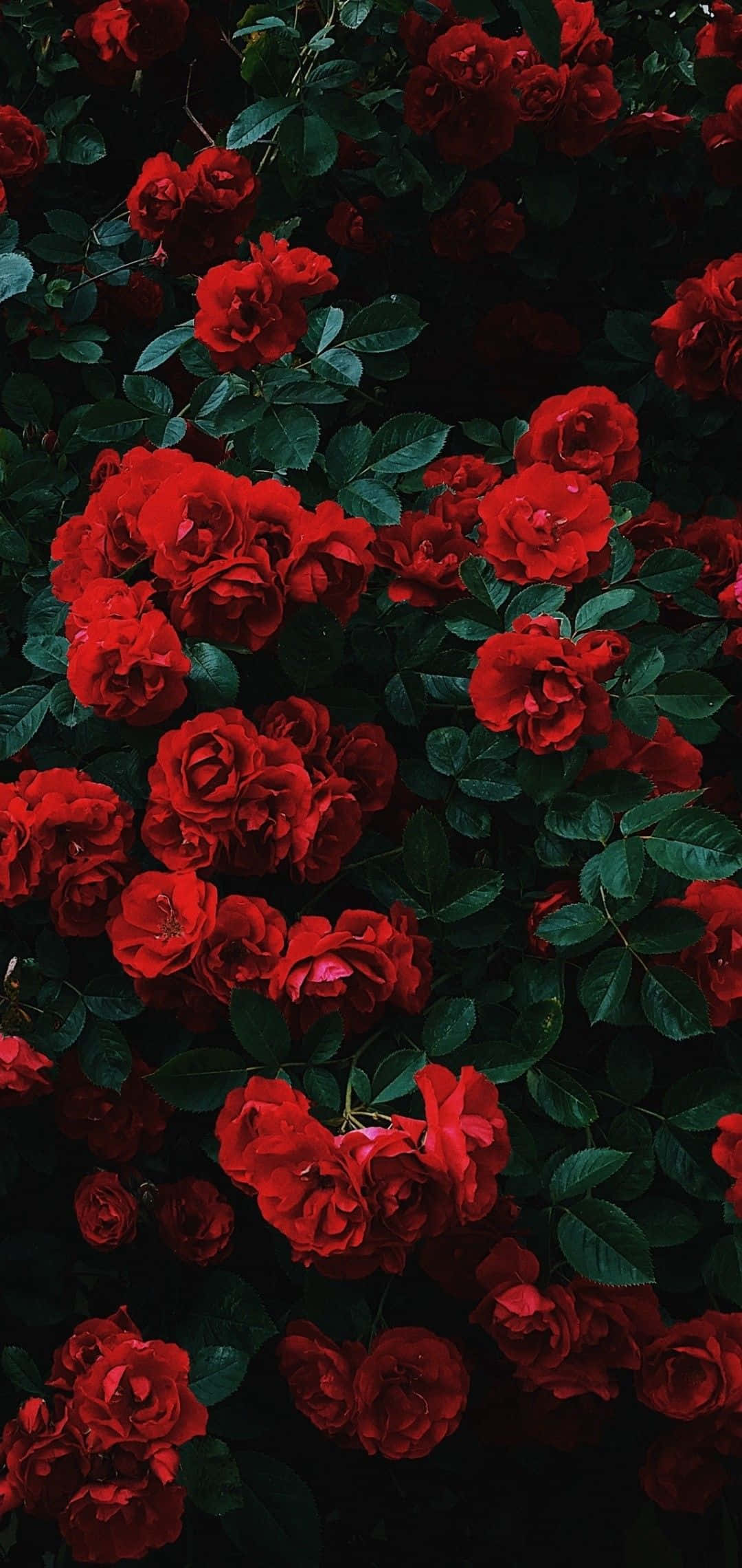 Cute Rose, vibrant red roses, deep green foliage, Full HD Phone Wallpaper