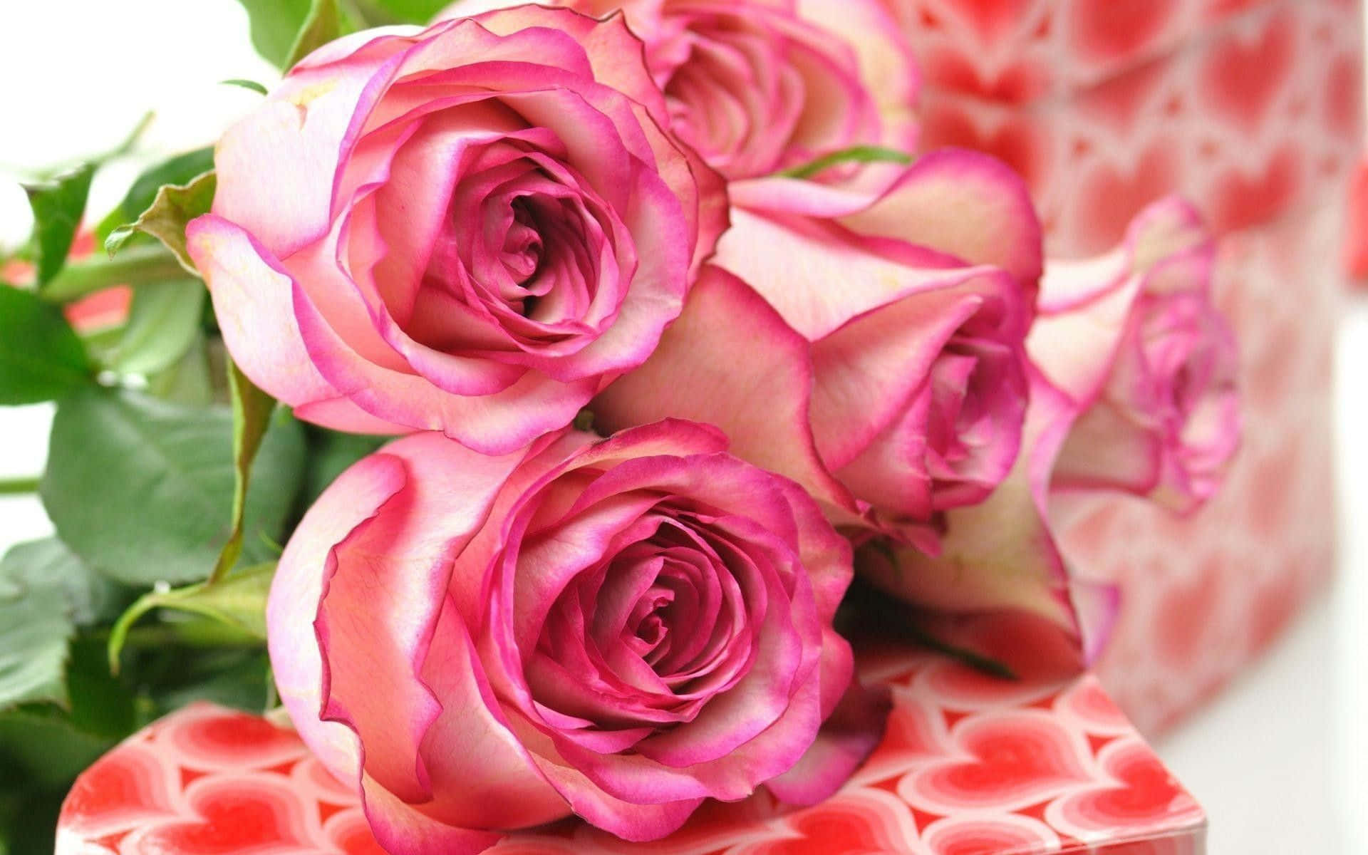 cute rose, vibrant pink roses, green leaves, Full HD Desktop Wallpaper