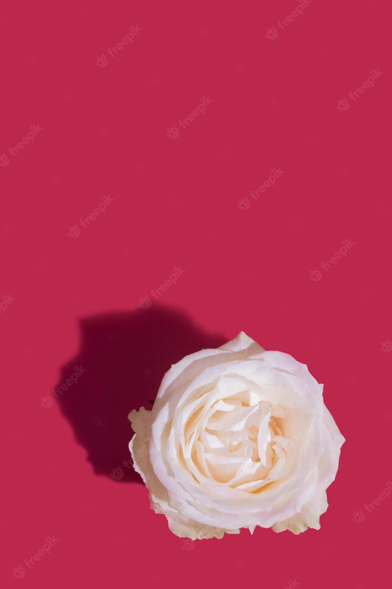 creamy white rose, vivid pink background, lush garden, Full HD Phone Wallpaper