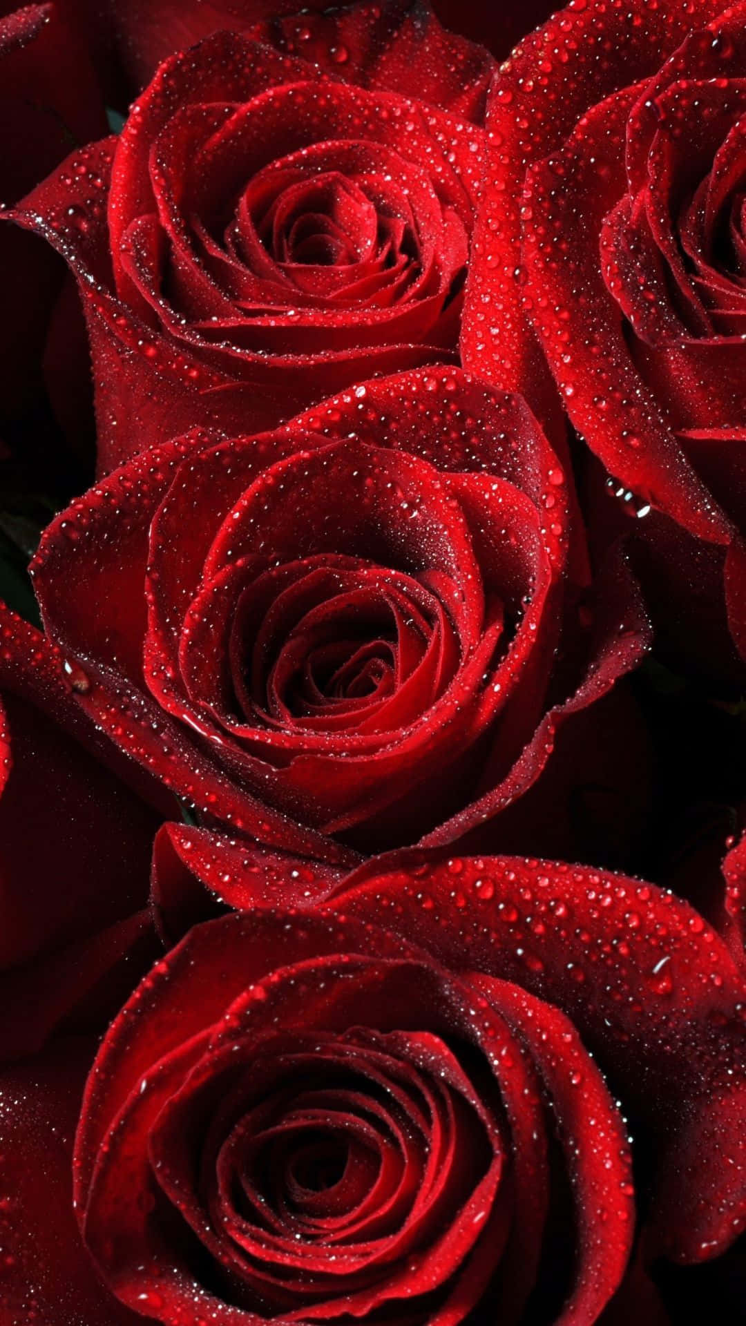 Cute Rose, vibrant red roses, dewdrops, Full HD Phone Wallpaper