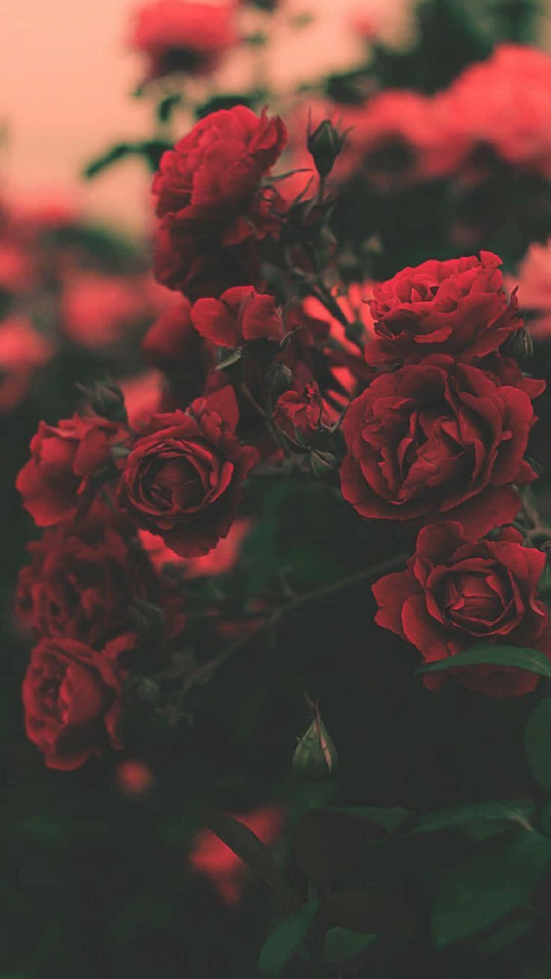 deep red roses, soft focus, warm glowing background, HD Phone Wallpaper