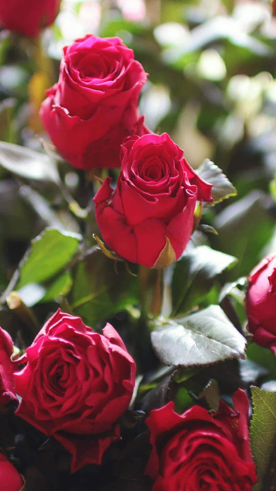 Cute Rose, deep red, vibrant red, Full HD Phone Wallpaper