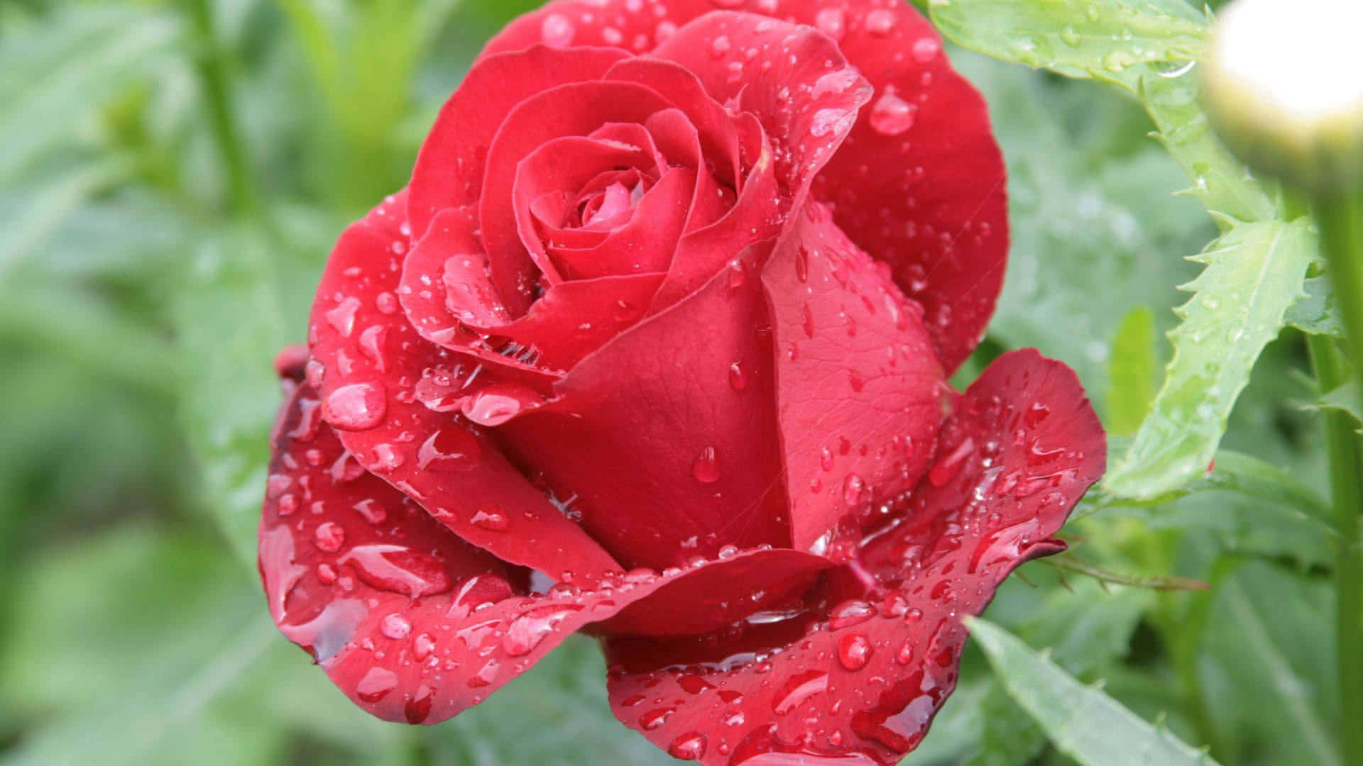 Cute Rose, vibrant red rose, dewdrops, Full HD Desktop Wallpaper