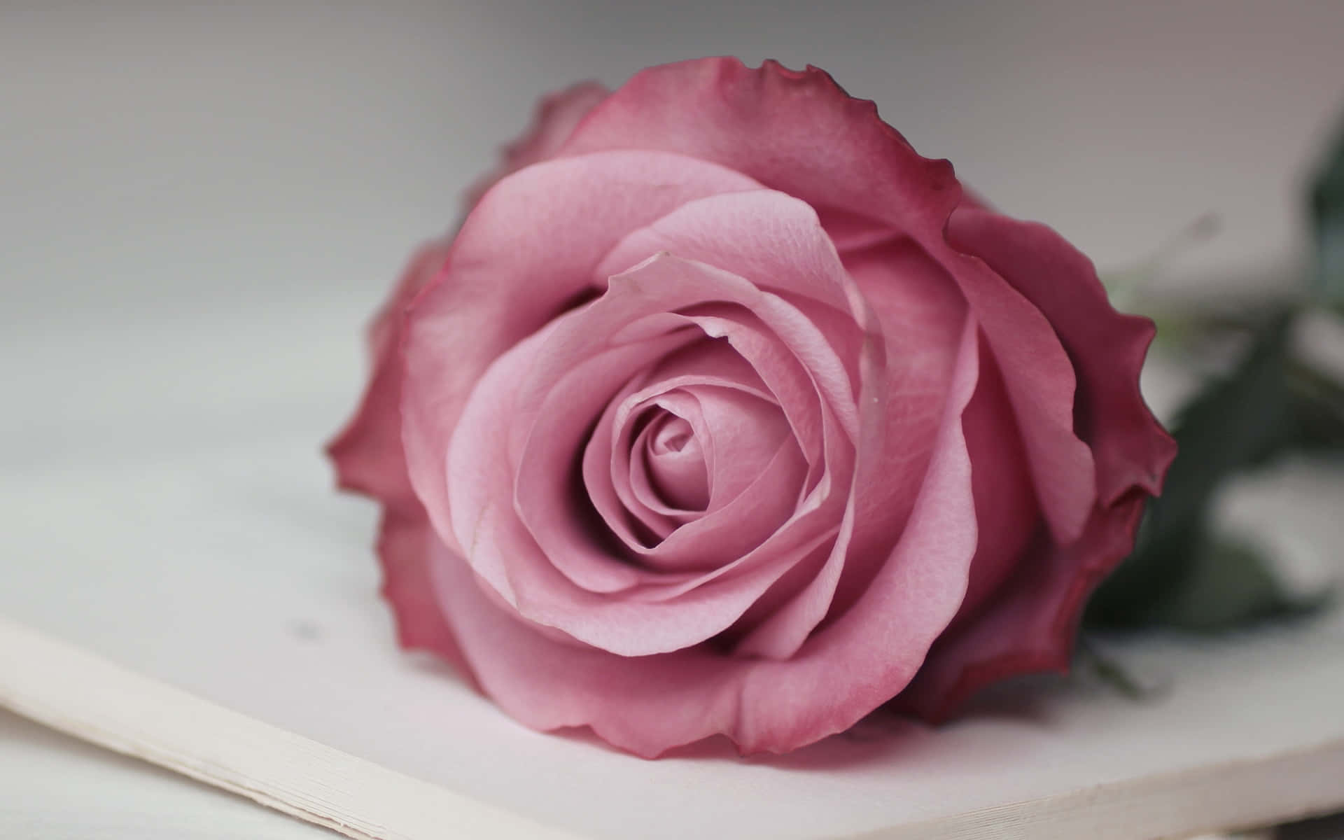cute rose, mauve rose, layered petals, Full HD Desktop Wallpaper