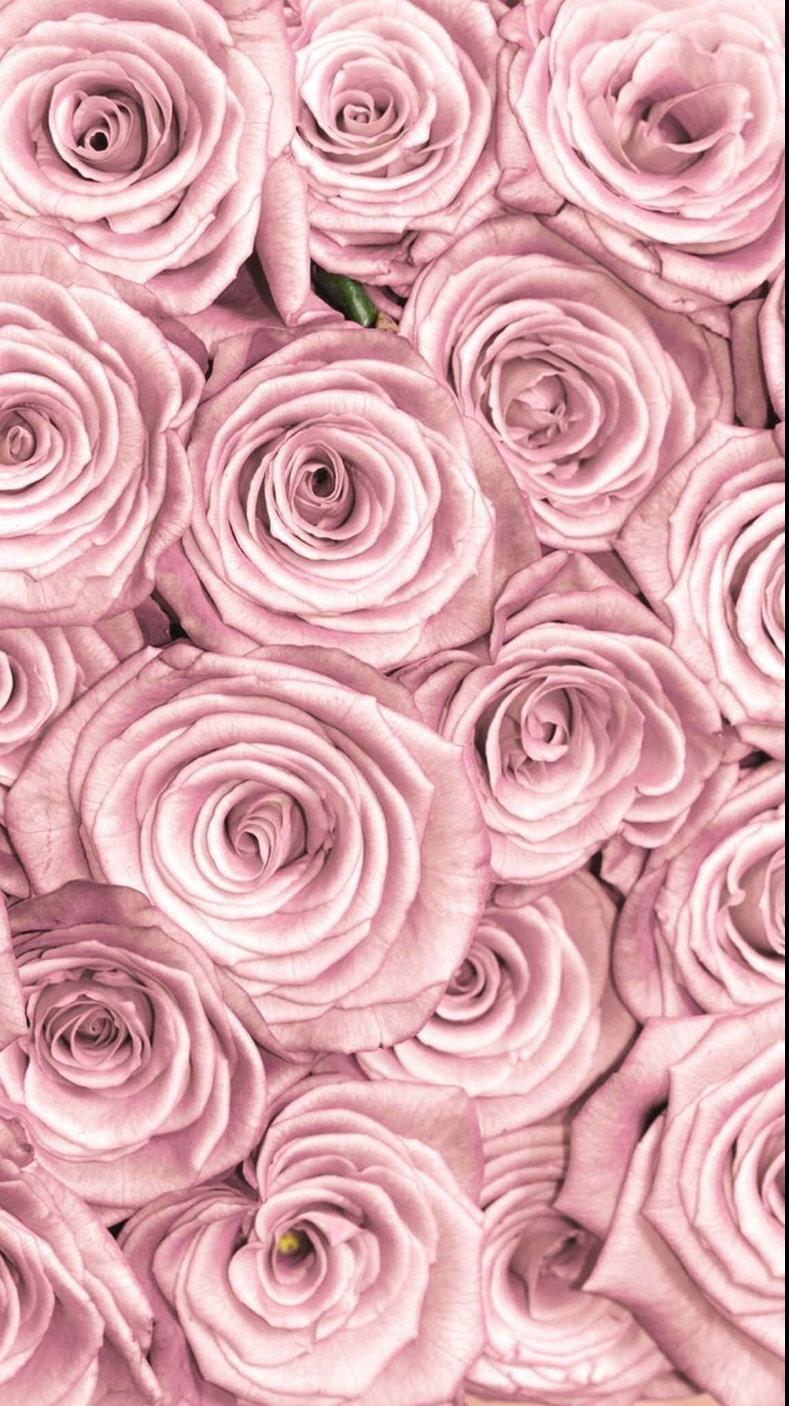 cute rose, pink rose, pulsing layers of petal, Full HD Phone Wallpaper