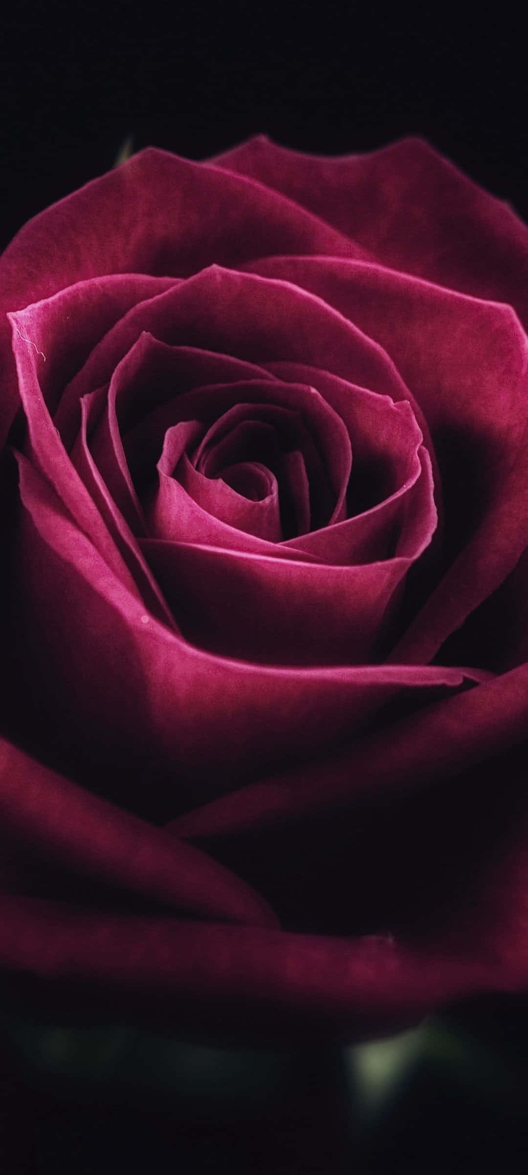 Cute Rose, deep magenta rose, velvety petals, Full HD Phone Wallpaper